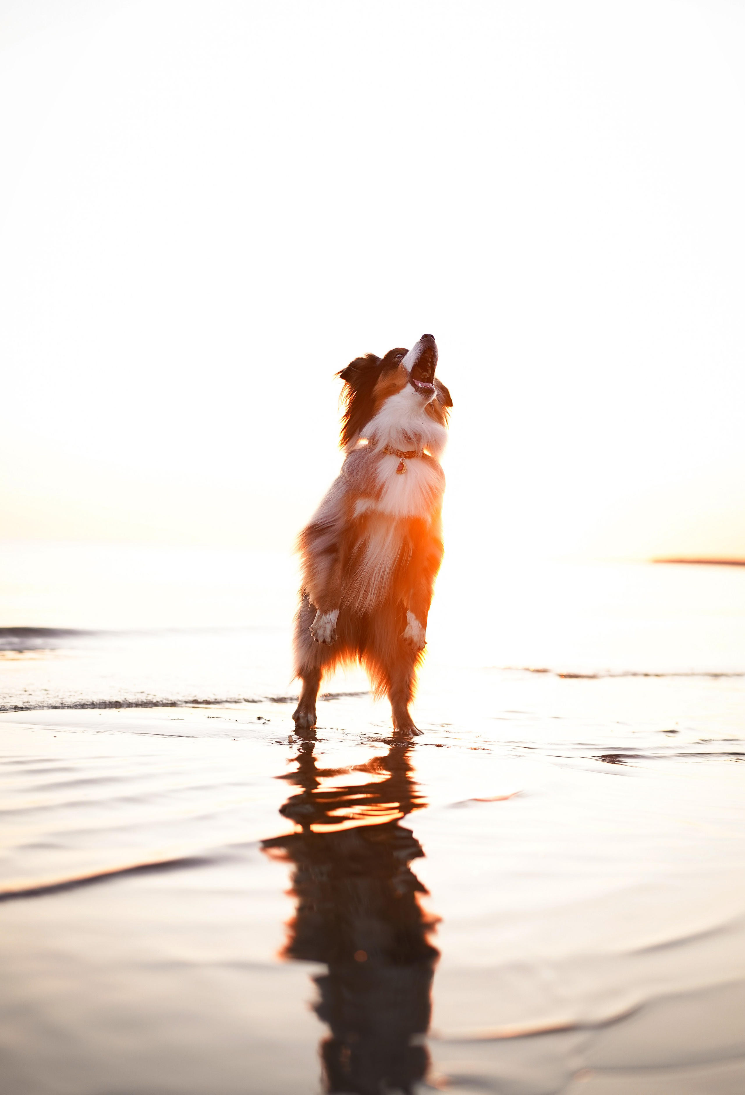 Алиса и Джокер. Фотограф-анималист в Санкт-Петербурге Яна Мартынова