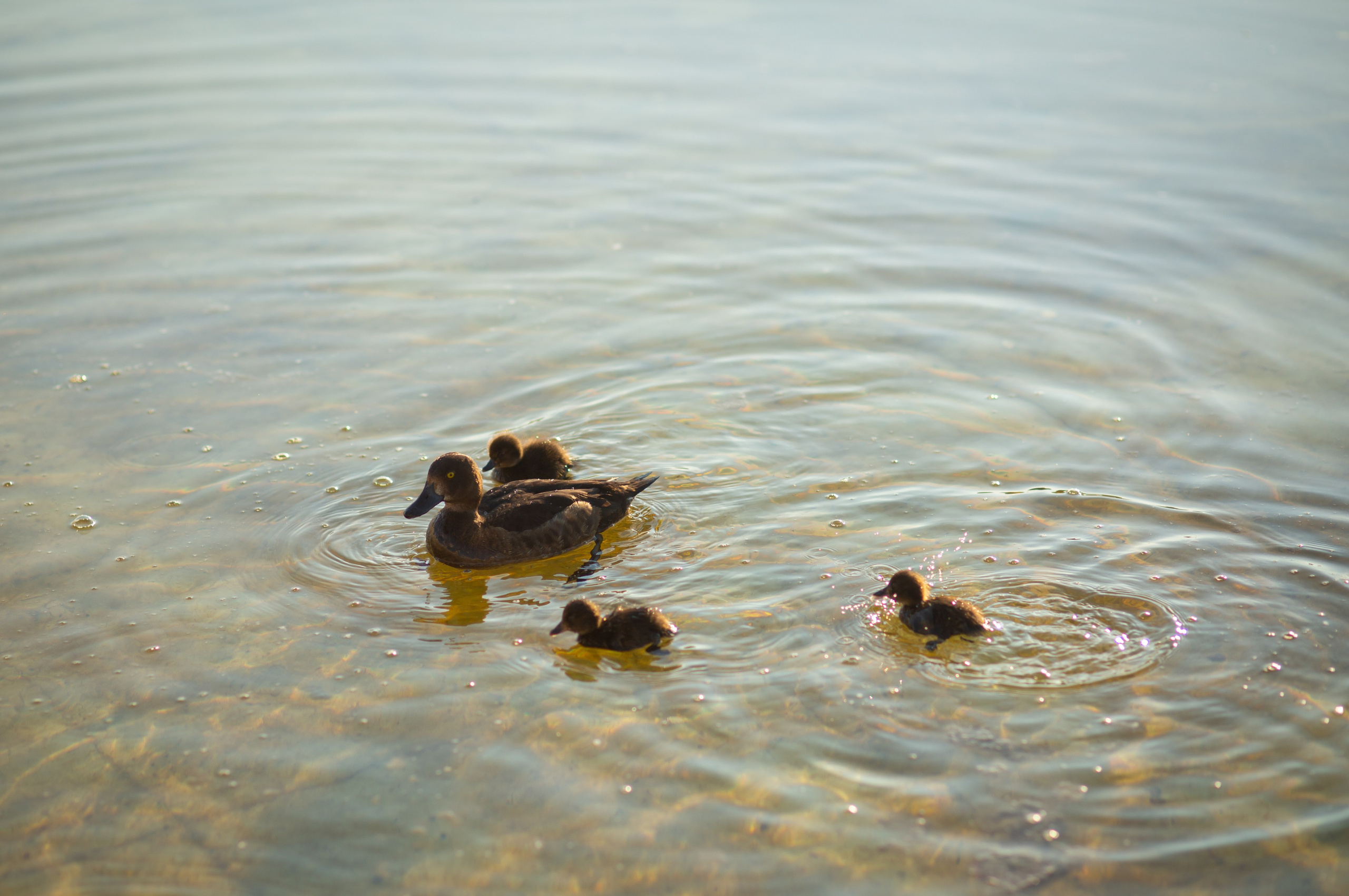 Петергоф. Фотограф в г. Сургуте Марина Киприна
