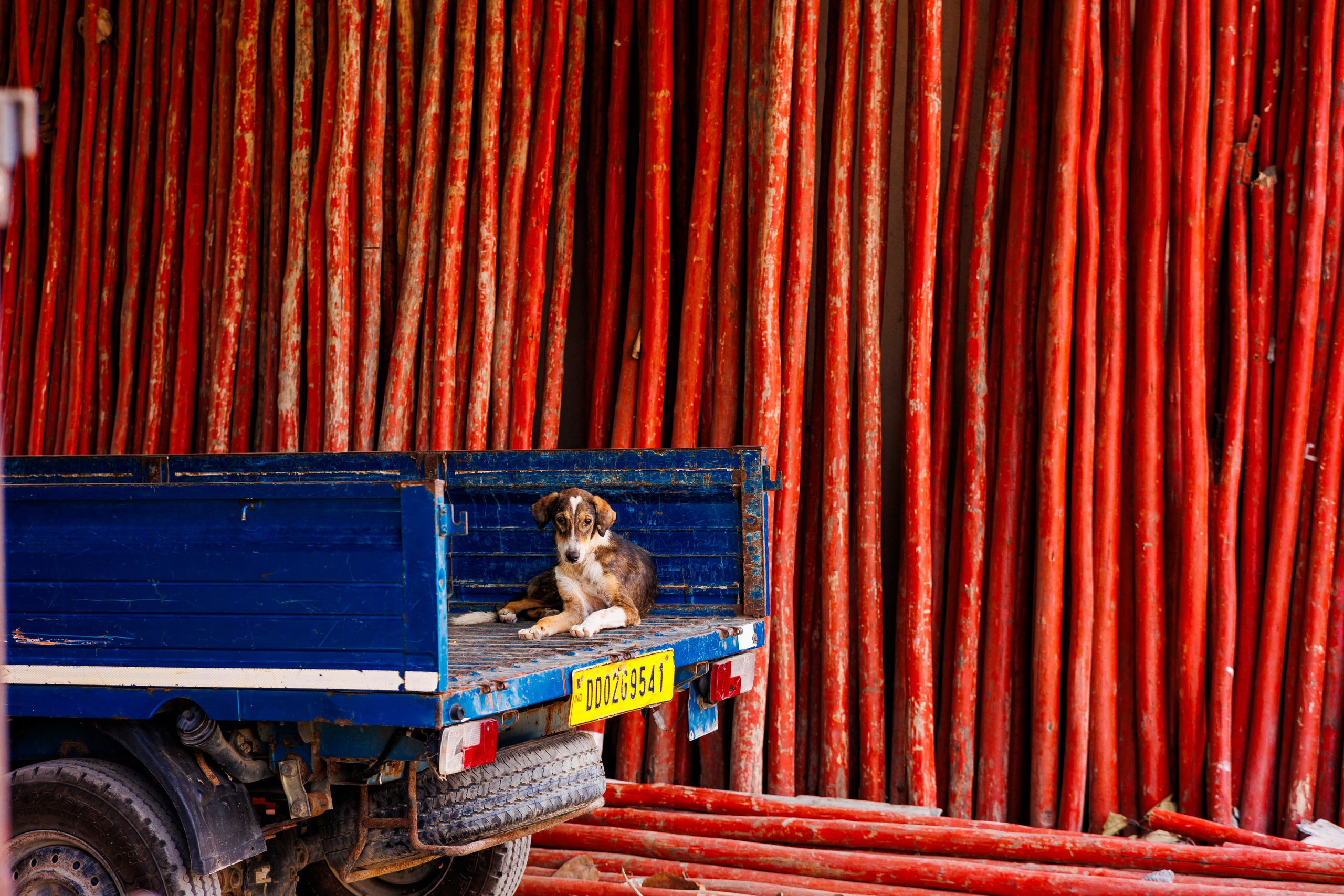 Синий грузовик припаркованный у красных штор или занавесок