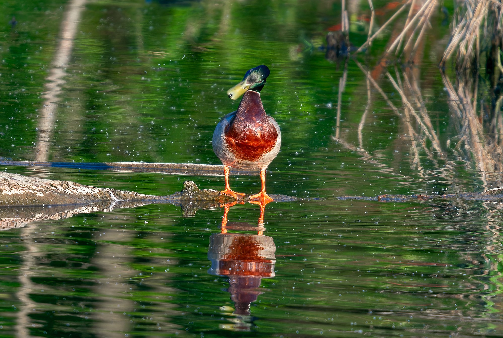 Удивительные мир птиц. Вокруг нас столько прекрасного — присмотритесь!. Ваш личный фотограф Марина Волкова