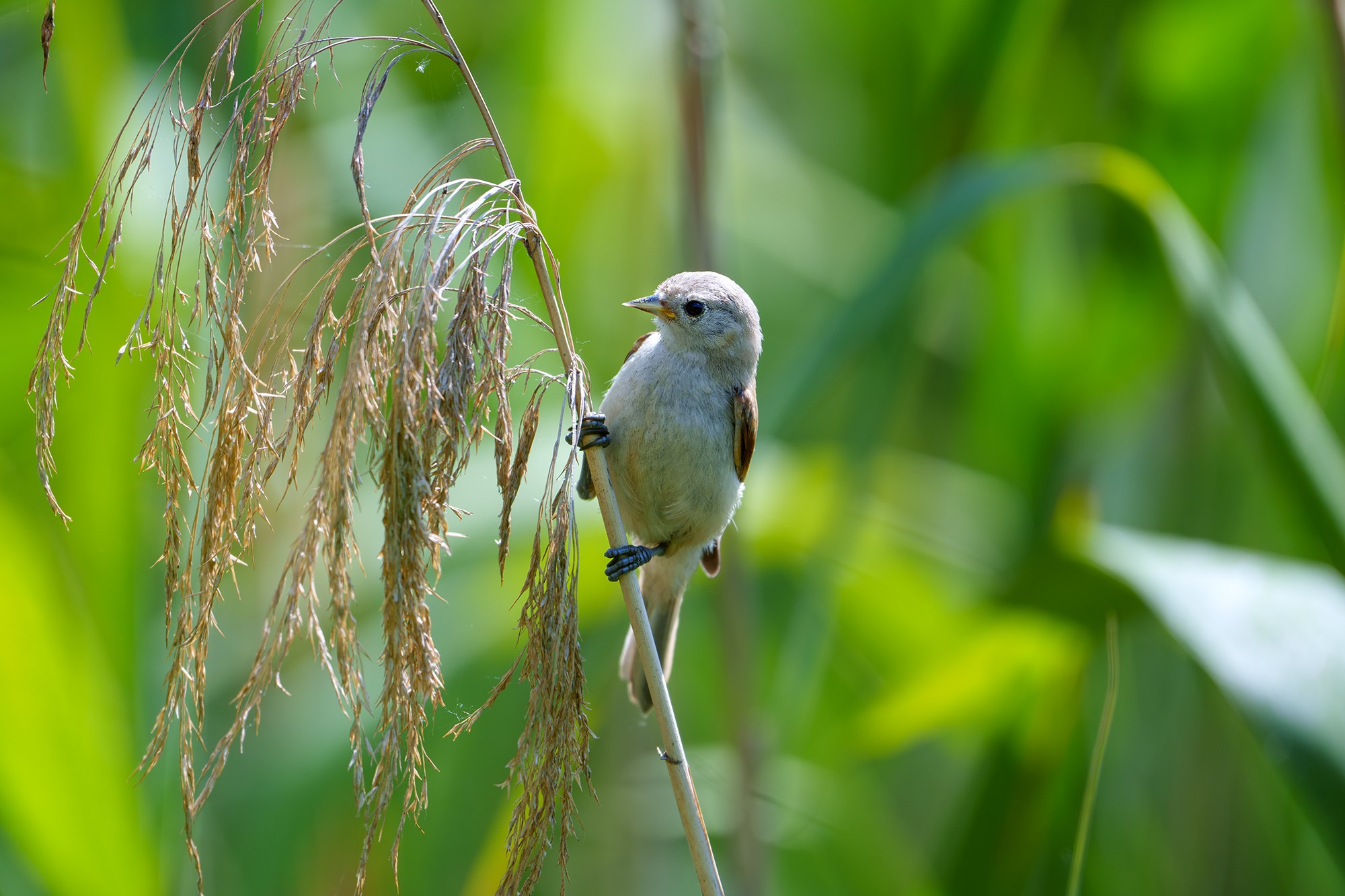 Удивительные мир птиц. Вокруг нас столько прекрасного — присмотритесь!. Ваш личный фотограф Марина Волкова