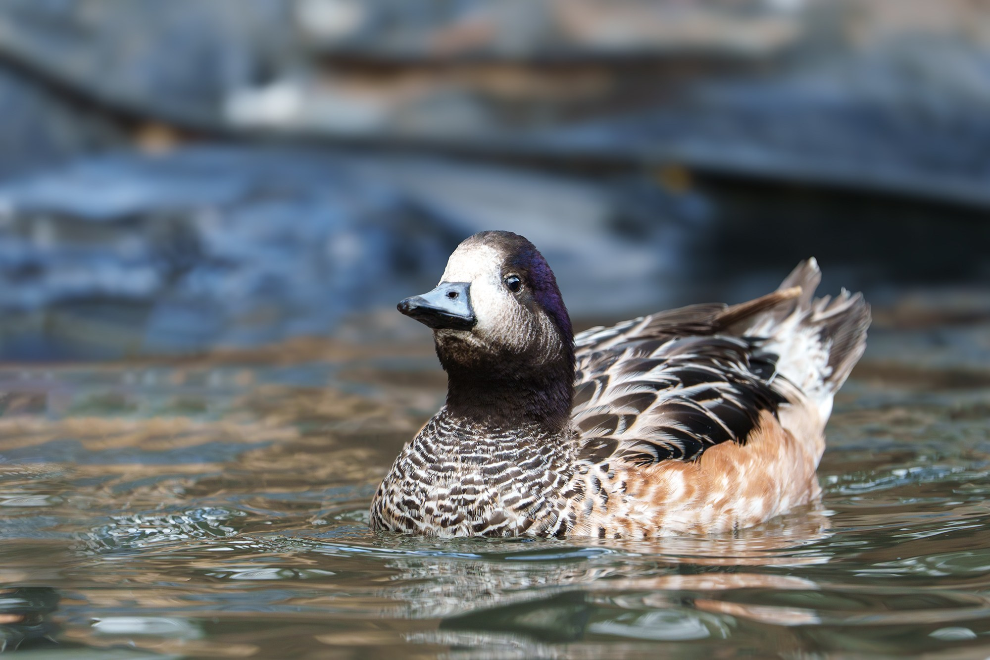 Удивительные мир птиц. Вокруг нас столько прекрасного — присмотритесь!. Ваш личный фотограф Марина Волкова