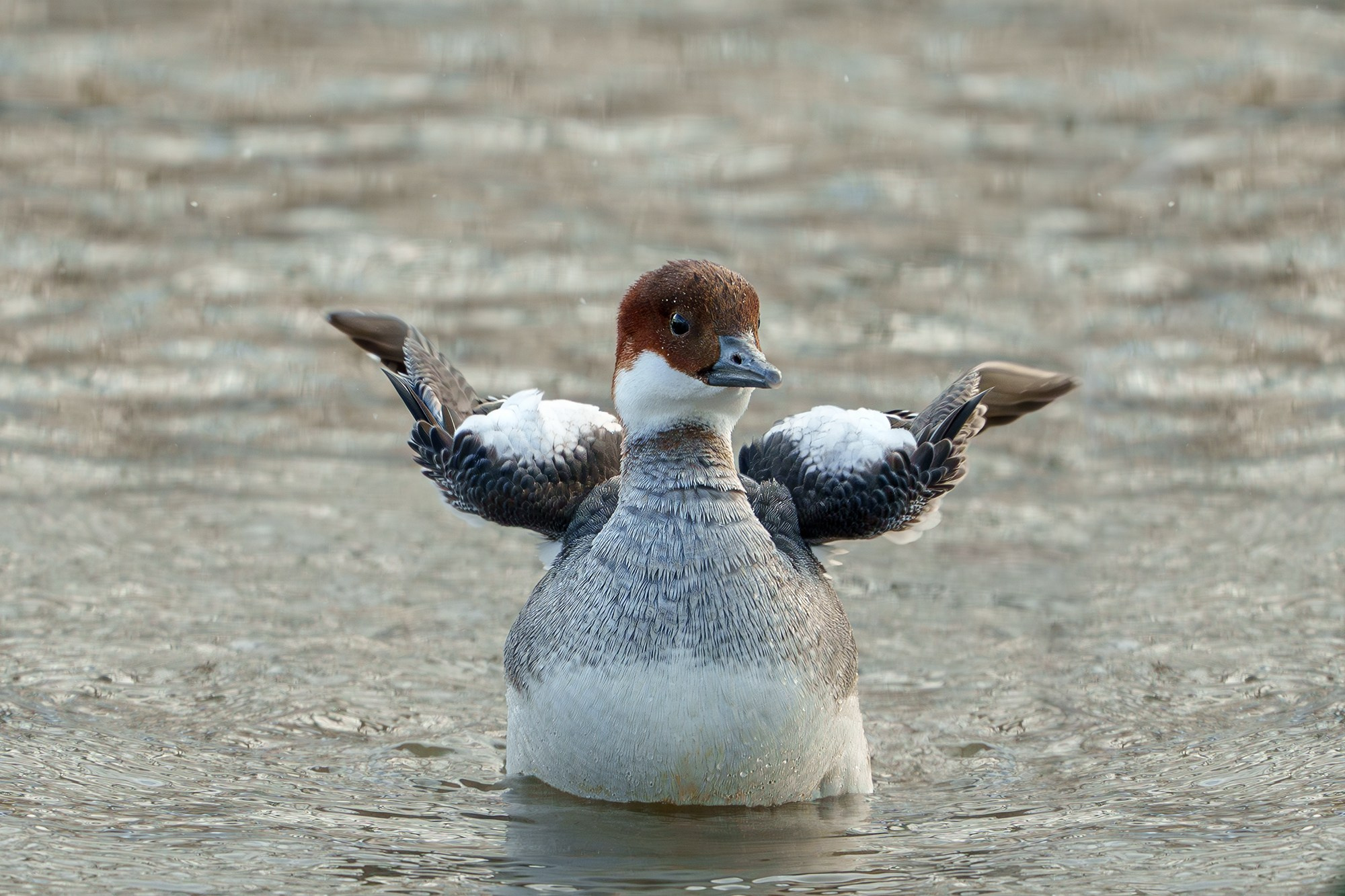 Удивительные мир птиц. Вокруг нас столько прекрасного — присмотритесь!. Ваш личный фотограф Марина Волкова