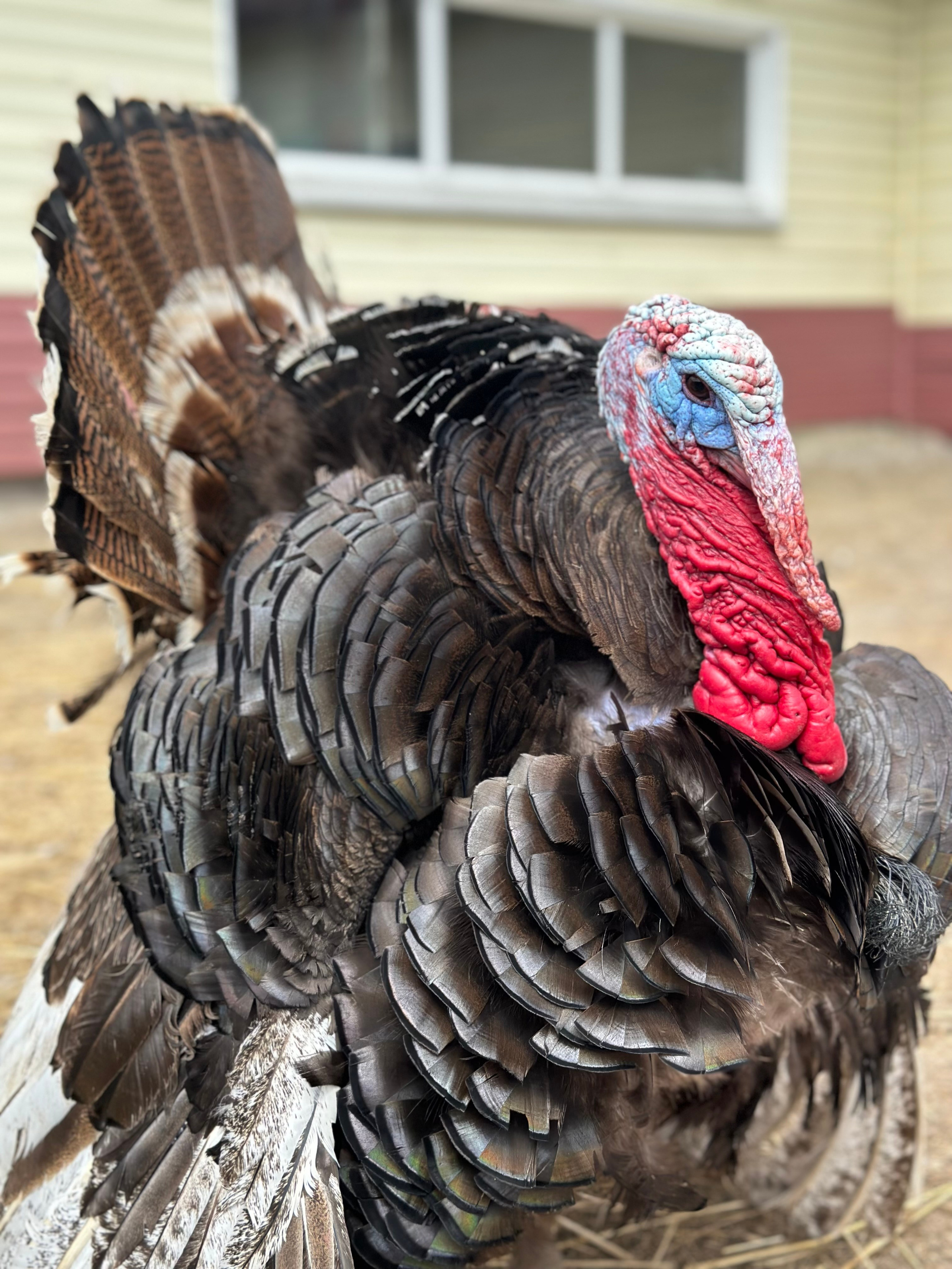 На ферме. Главная