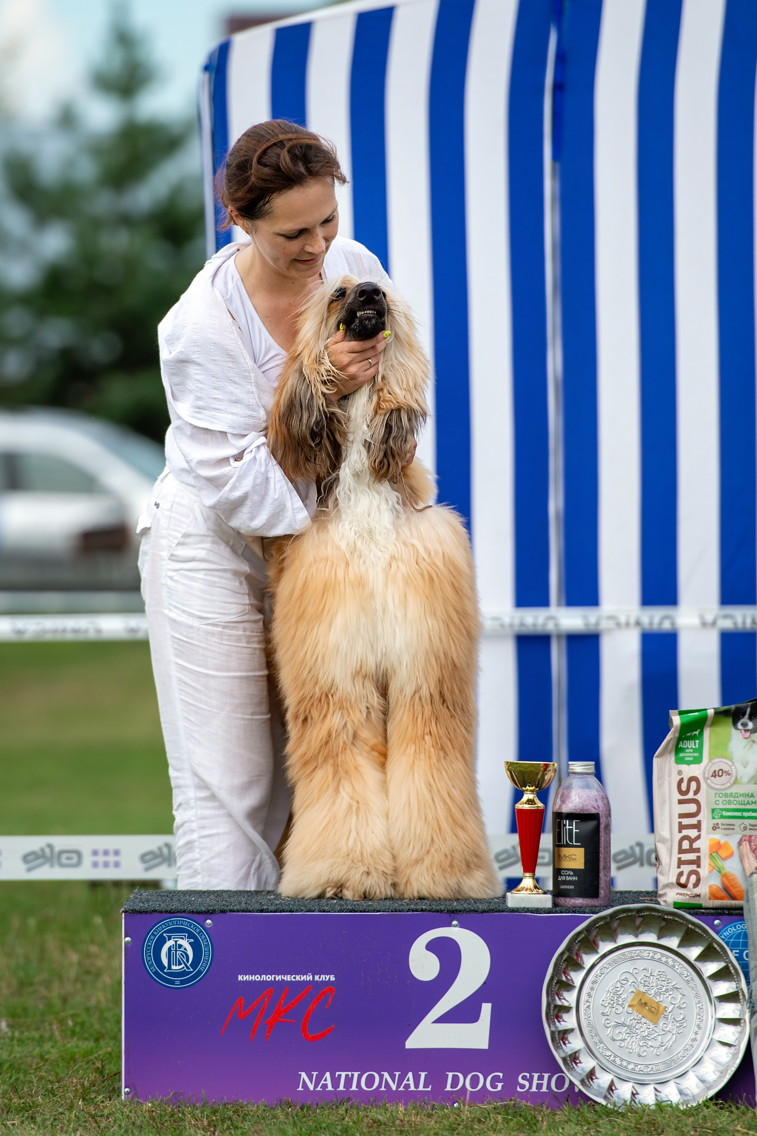Республиканская выставка собак всех пород. Галерея фотографий афганской борзой