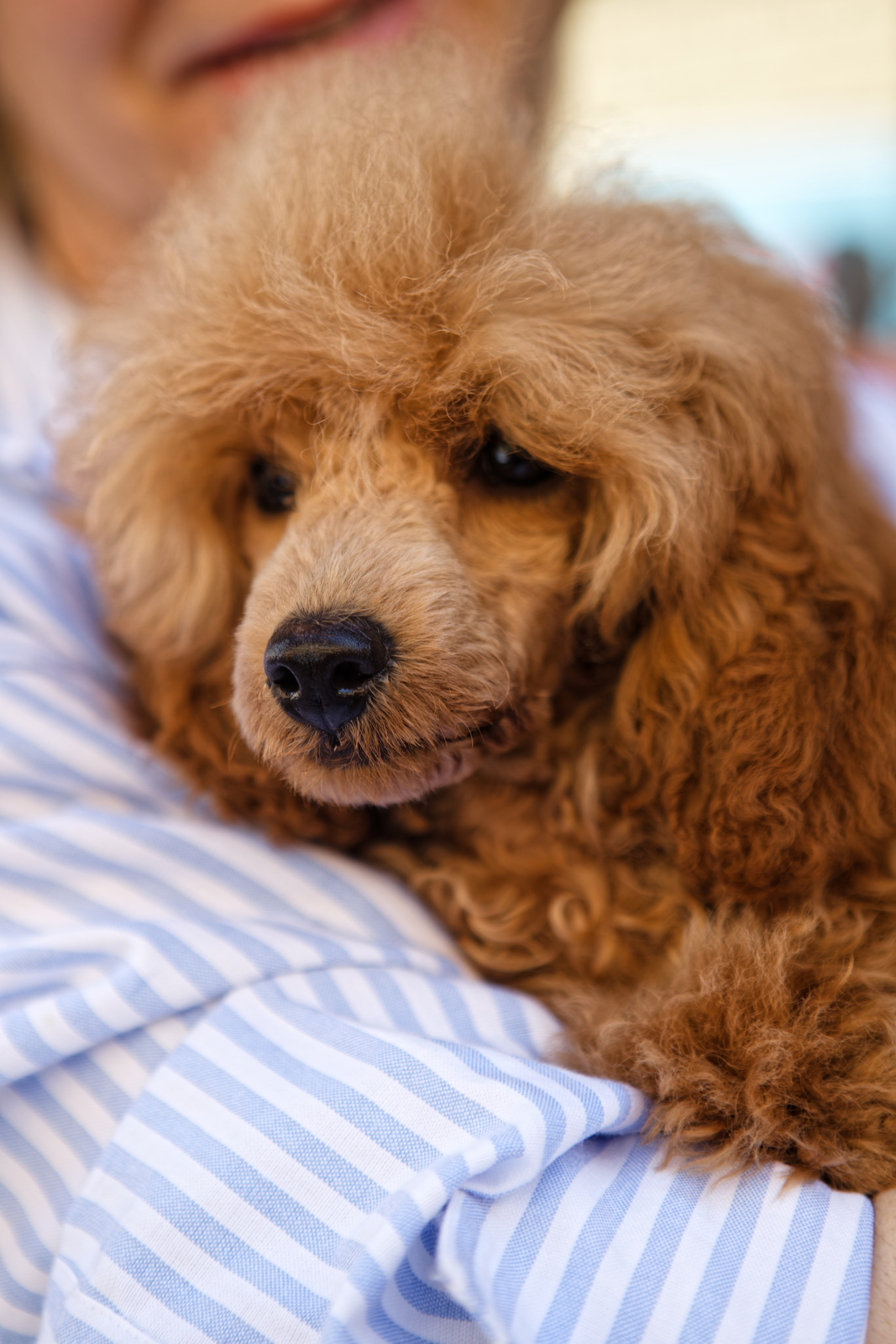 Вечеринка для собак Oh my dog 20.07.2025. Репортажный и спортивный фотограф в г. Пермь Зильберг Павел