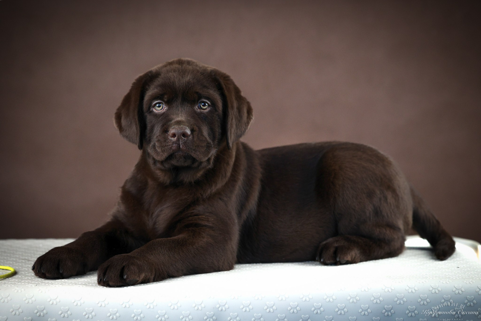 Лабрадоры. Фотограф 📸 анималист, предметный, репортажный