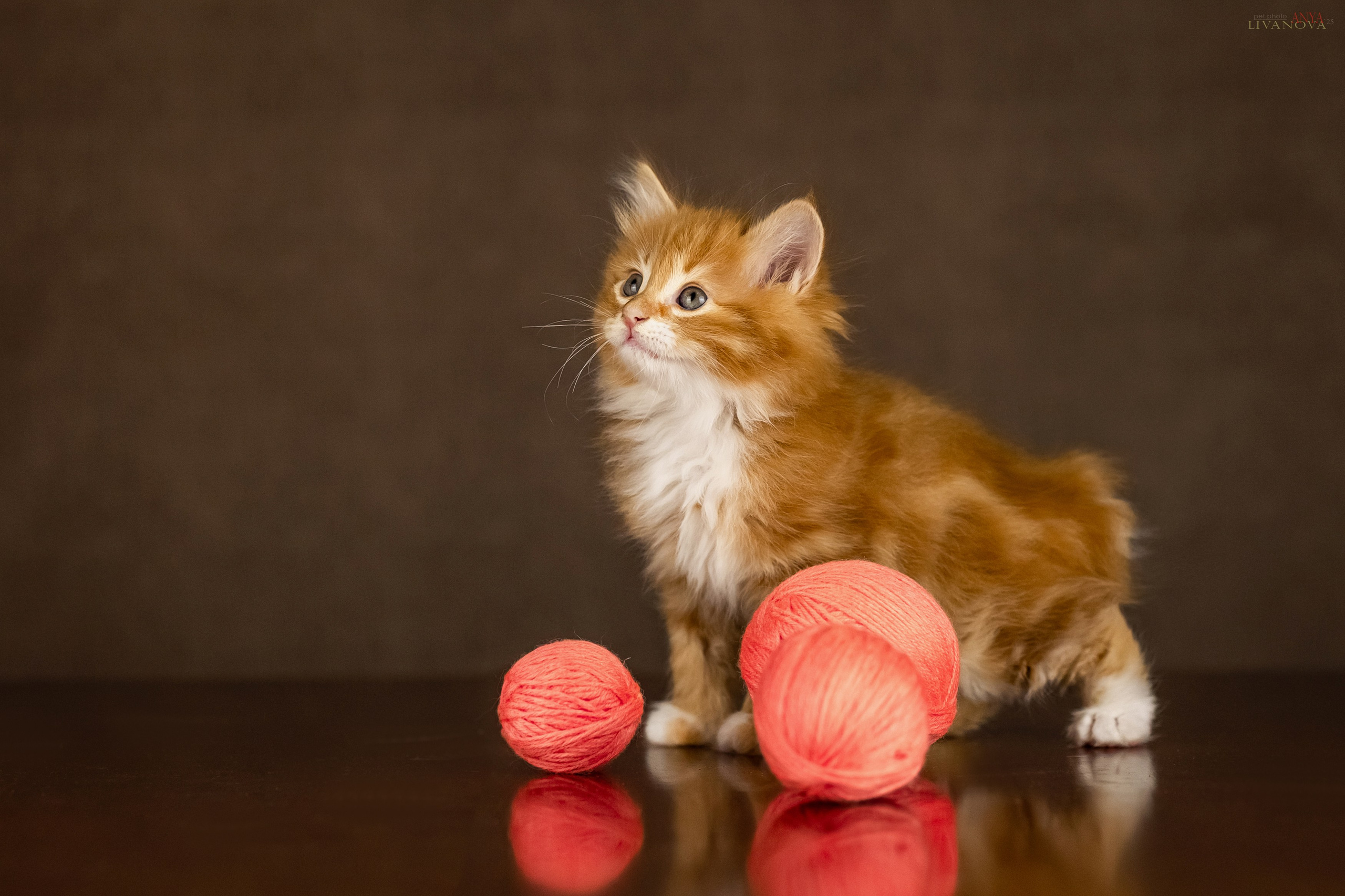 Бобтейлы. Фотограф анималист Аня Ливанова | Рыбинск