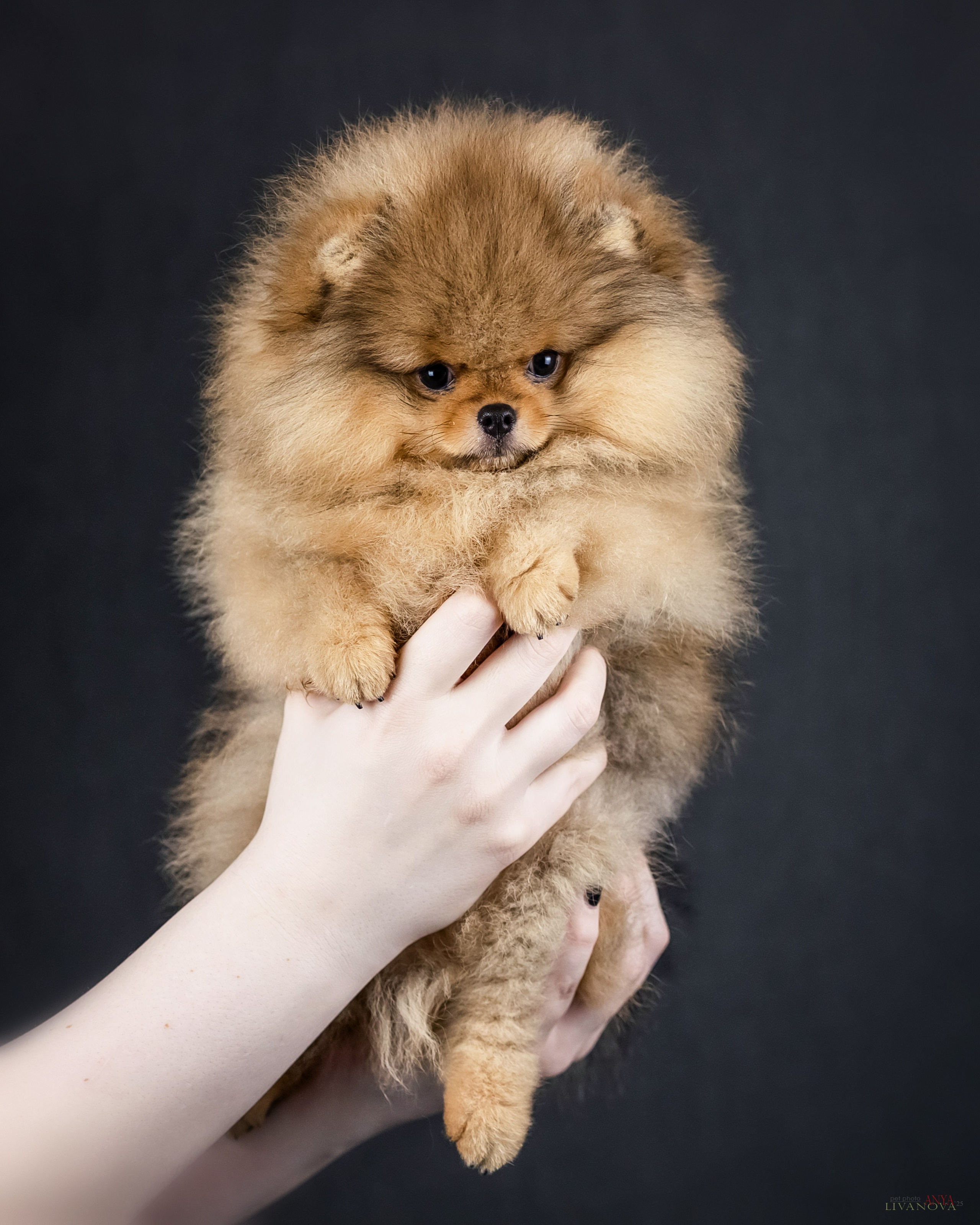 Шпицы. Фотограф анималист Аня Ливанова | Рыбинск