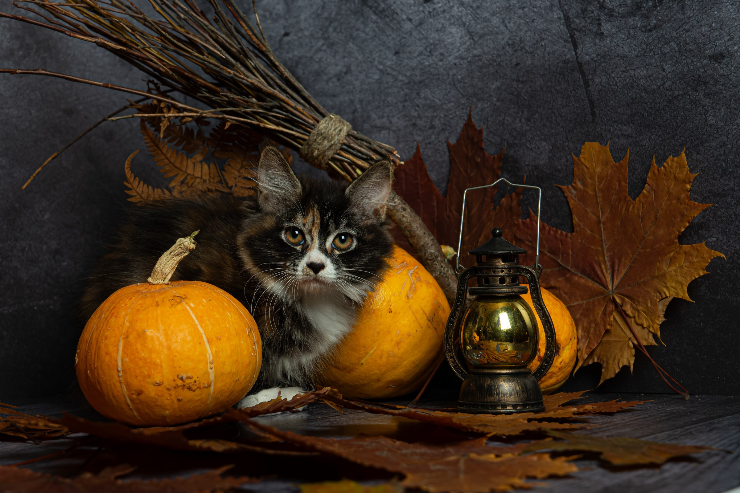 Курильский бобтейл. Фотограф на Камчатке Анна Моргачёва. Семейные и детские съёмки