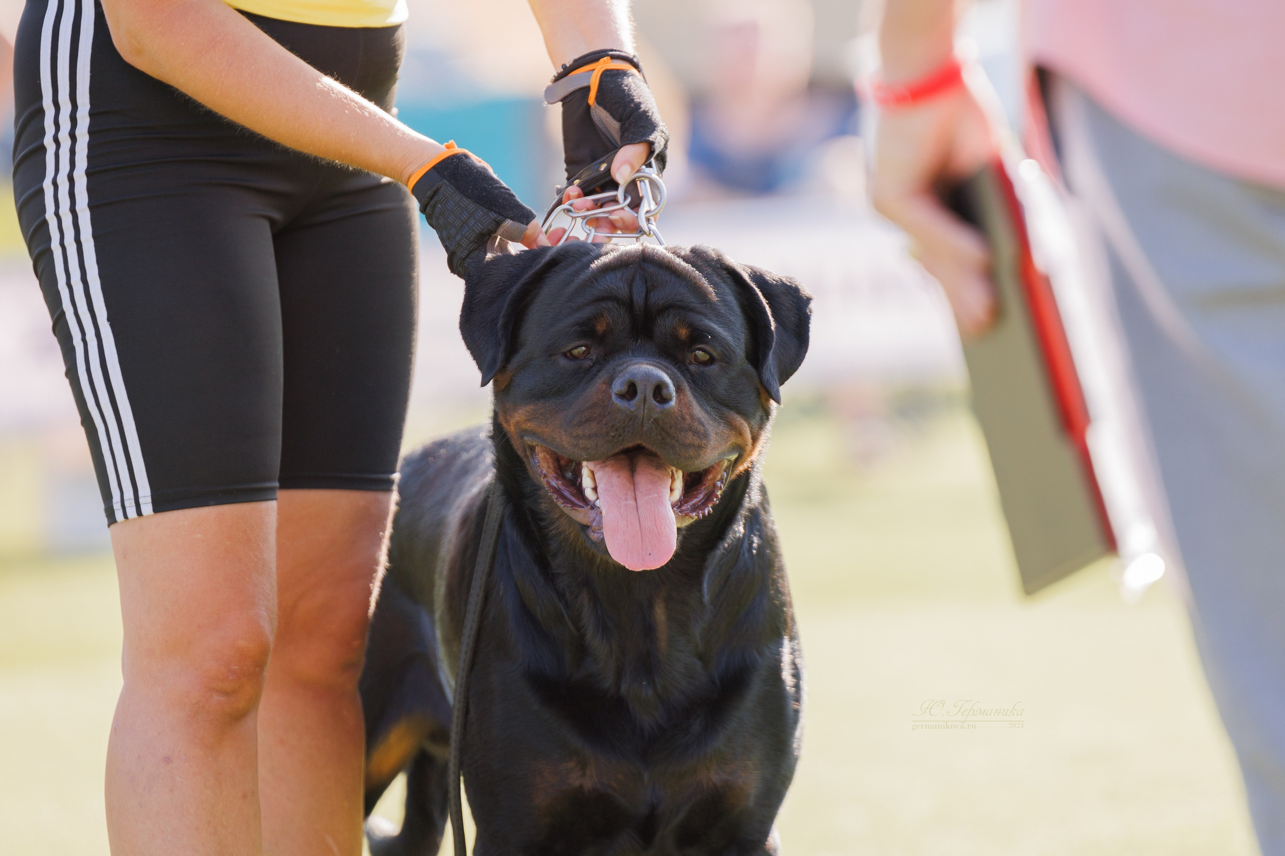 Анапа ротвейлеры 14-15.09.2024. Фотограф-анималист Юлия Германика
