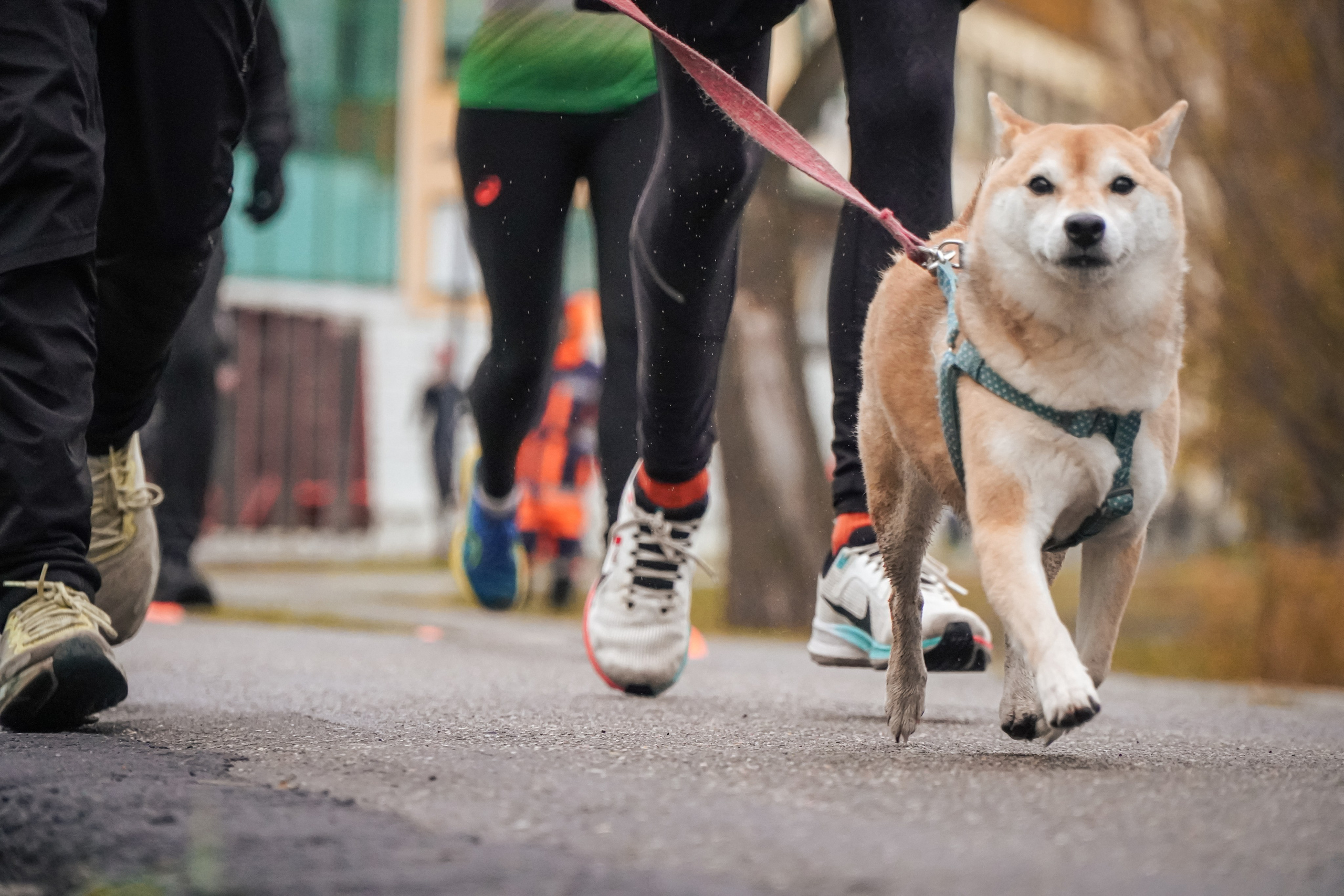 5 вёрст Реутов 16.11.2024. Роман Капилюшов. Бег. Фото. Видео. г. Люберцы