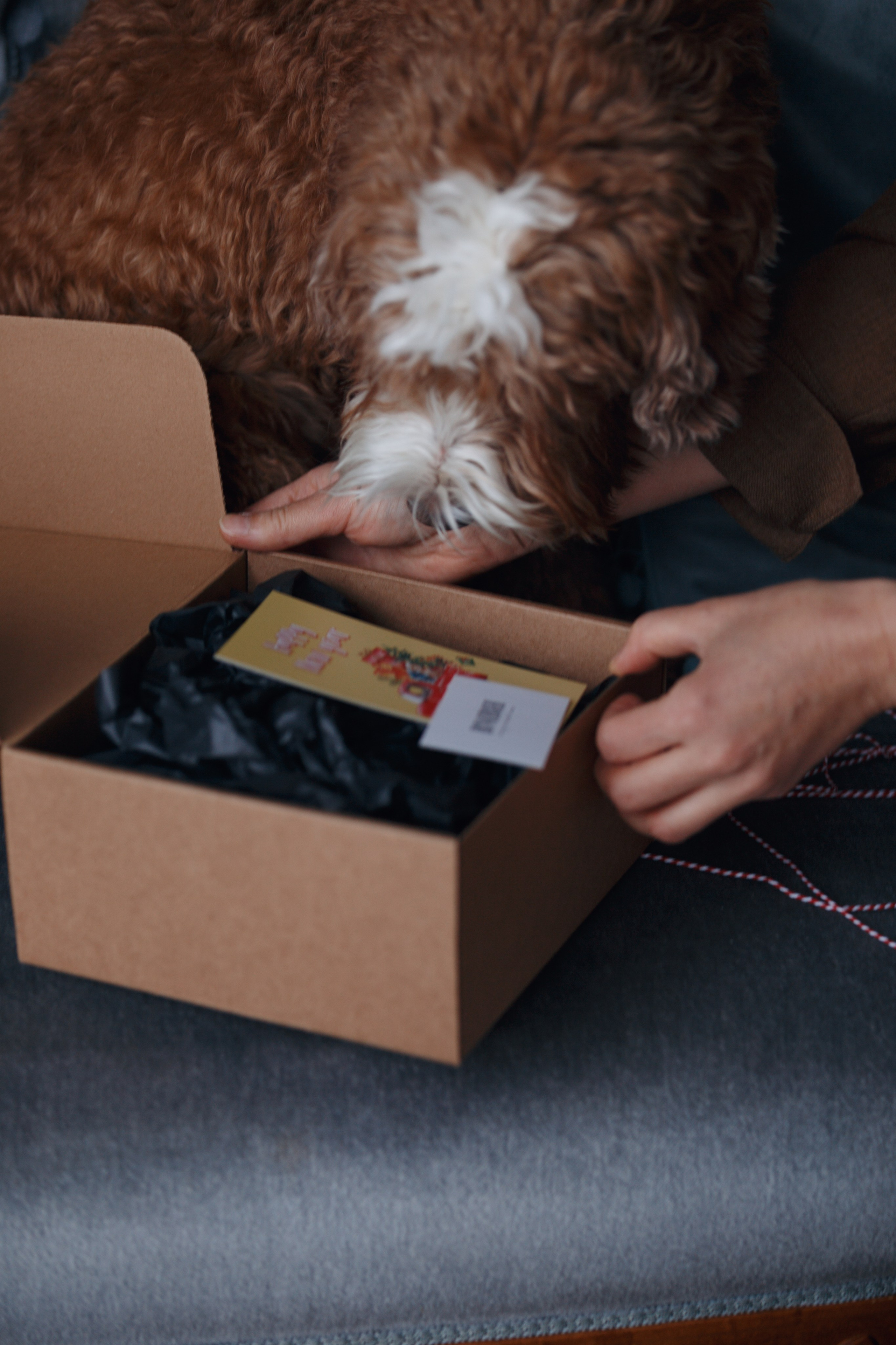 Bmbh лежанки и адресники. Фотограф анималист Кристина Карпова, Москва