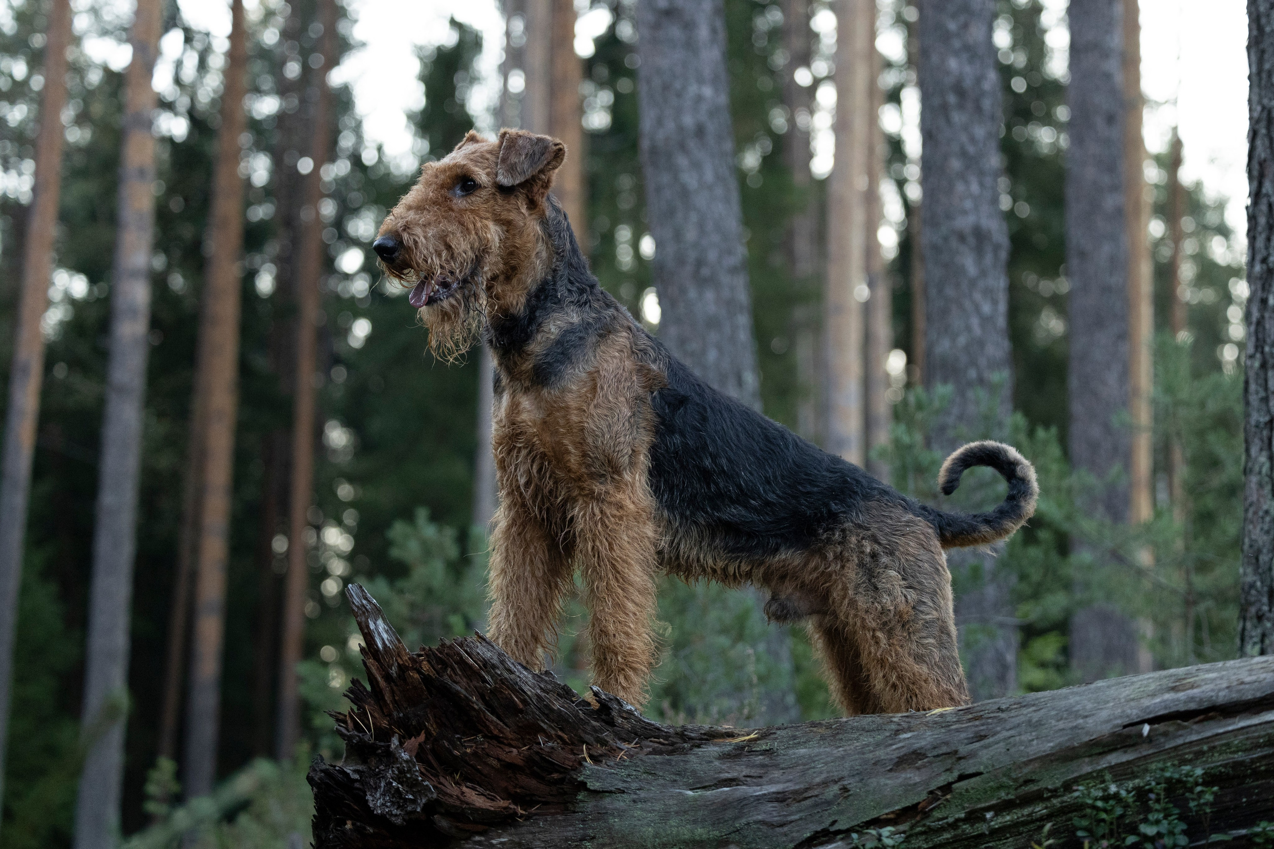Харди. Фотограф-анималист Анна Маринич