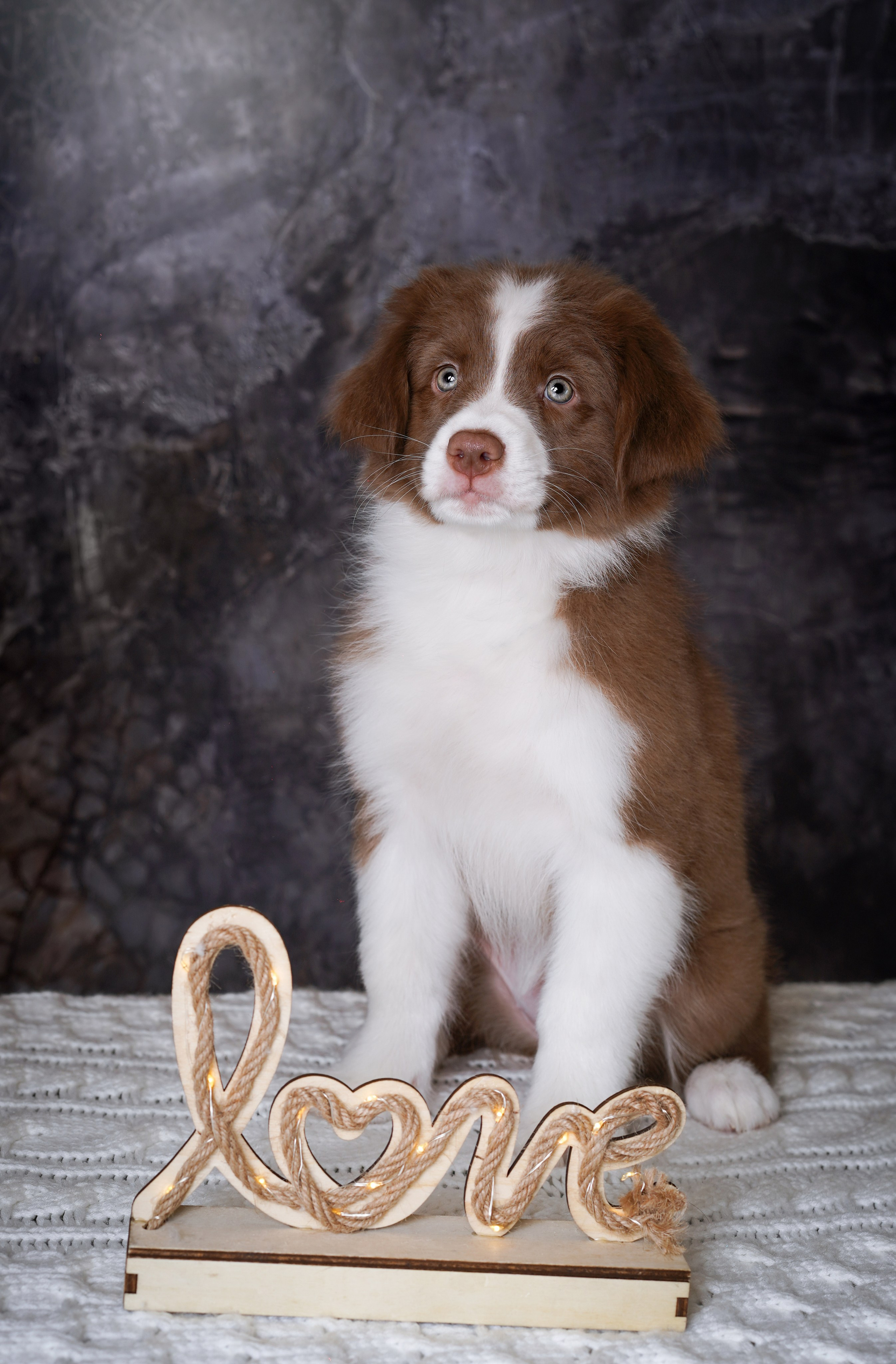 Щенки аусси. Фотограф-анималист в Санкт-Петербурге Яна Мартынова