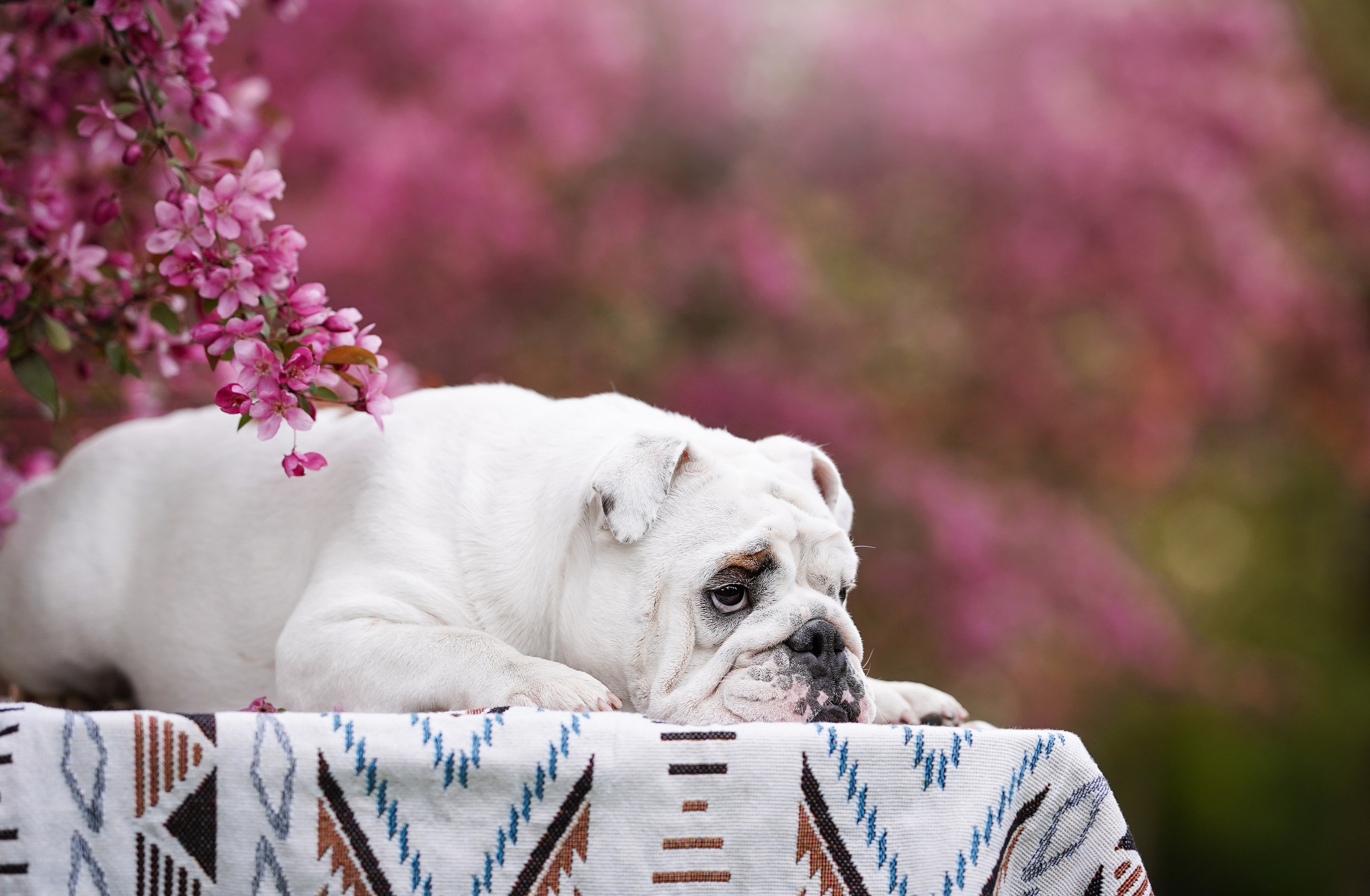 Фасолька в саду. Фотограф-анималист в Санкт-Петербурге Яна Мартынова
