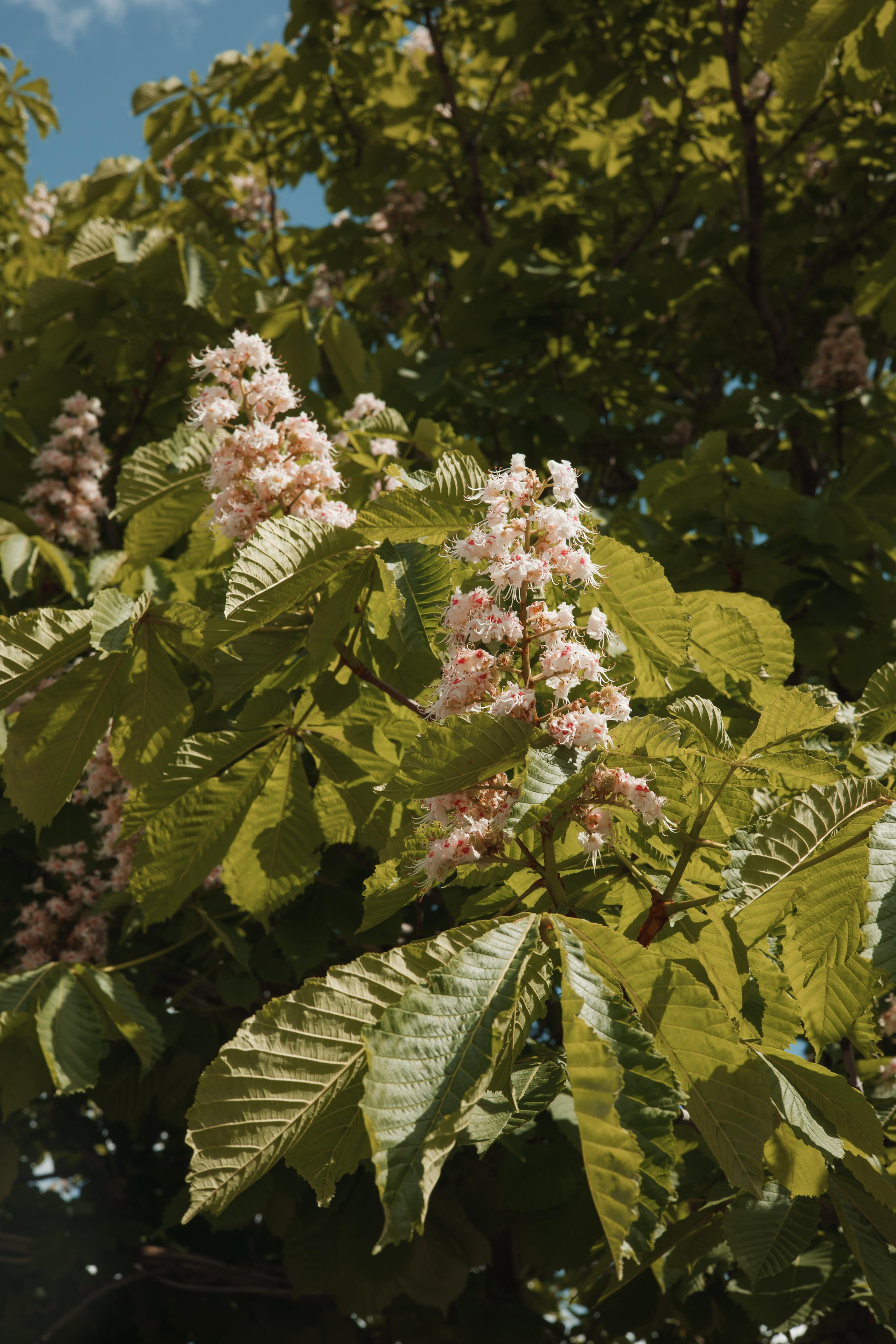 Свадьба Полина и Виктор, Сафиса. Свадебный и репортажный фотограф (Москва, Королев и другие)