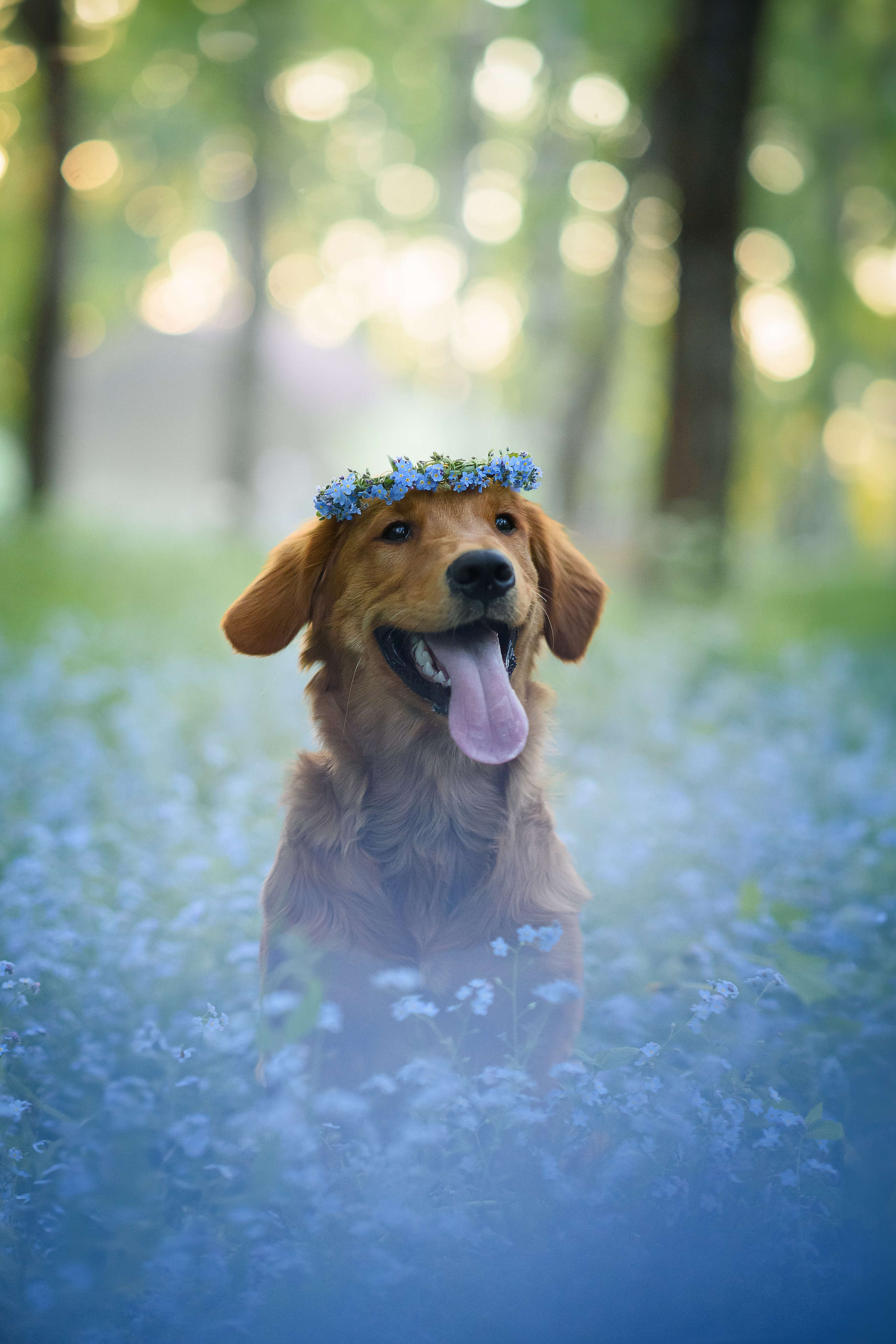 Фотограф — Анималист | Анна Абрамова