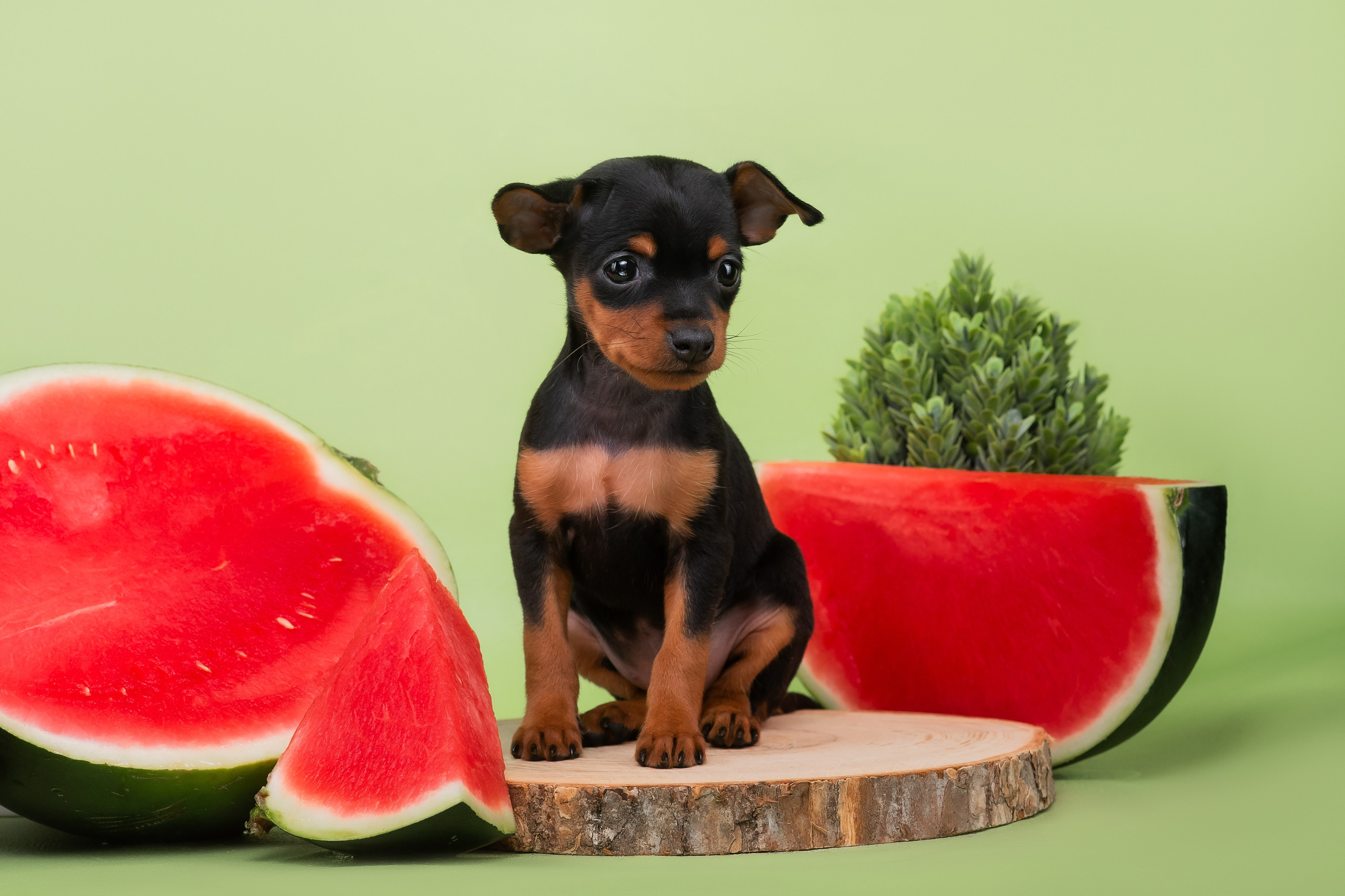 Малыши пражских крысариков — 30.07.2025. Фотограф — Анималист | Анна Абрамова