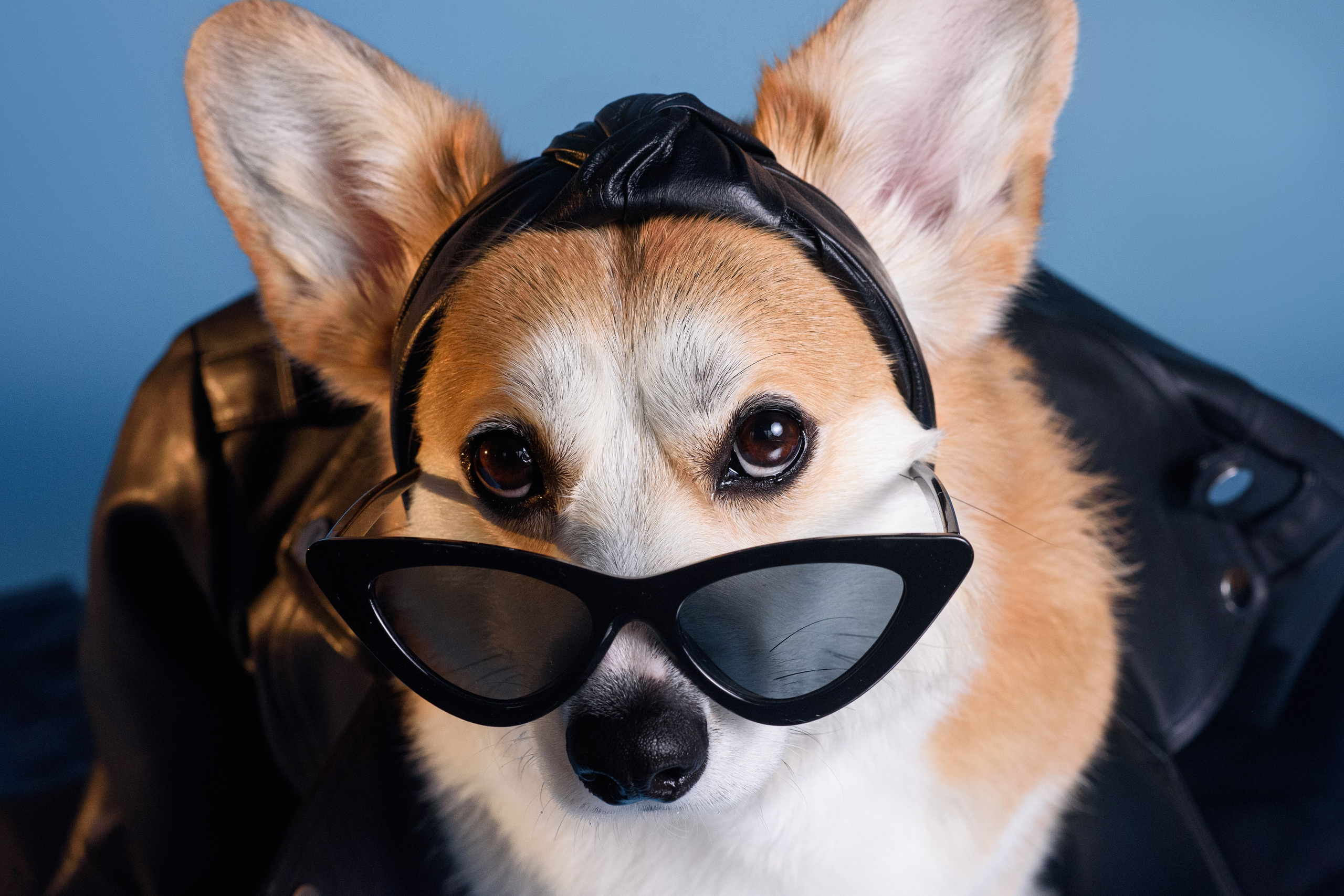 Лея съемка на однотонном фоне — 2024. Фотограф — Анималист | Анна Абрамова