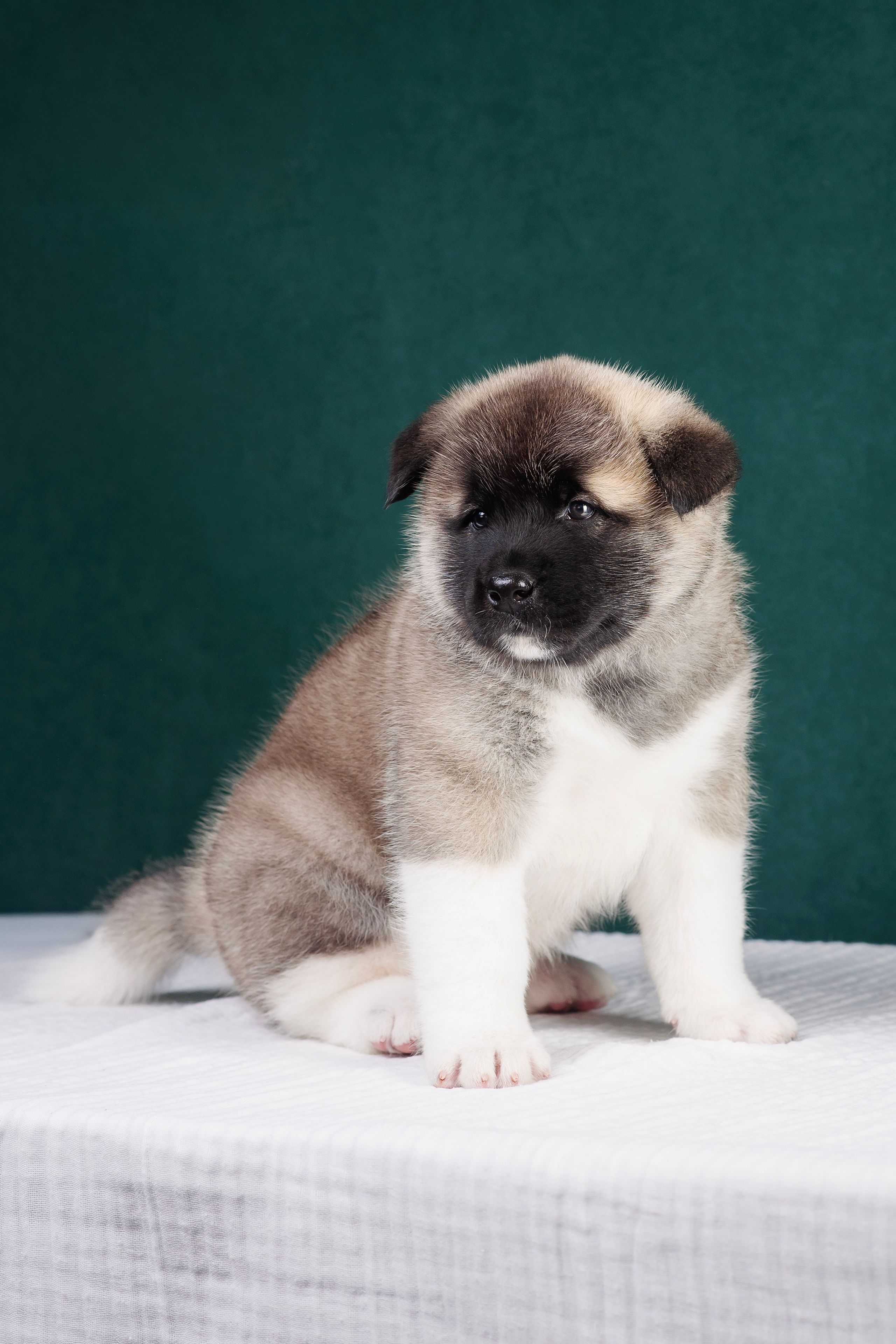 Щенки Американской Акиты. Фотограф — Анималист | Анна Абрамова