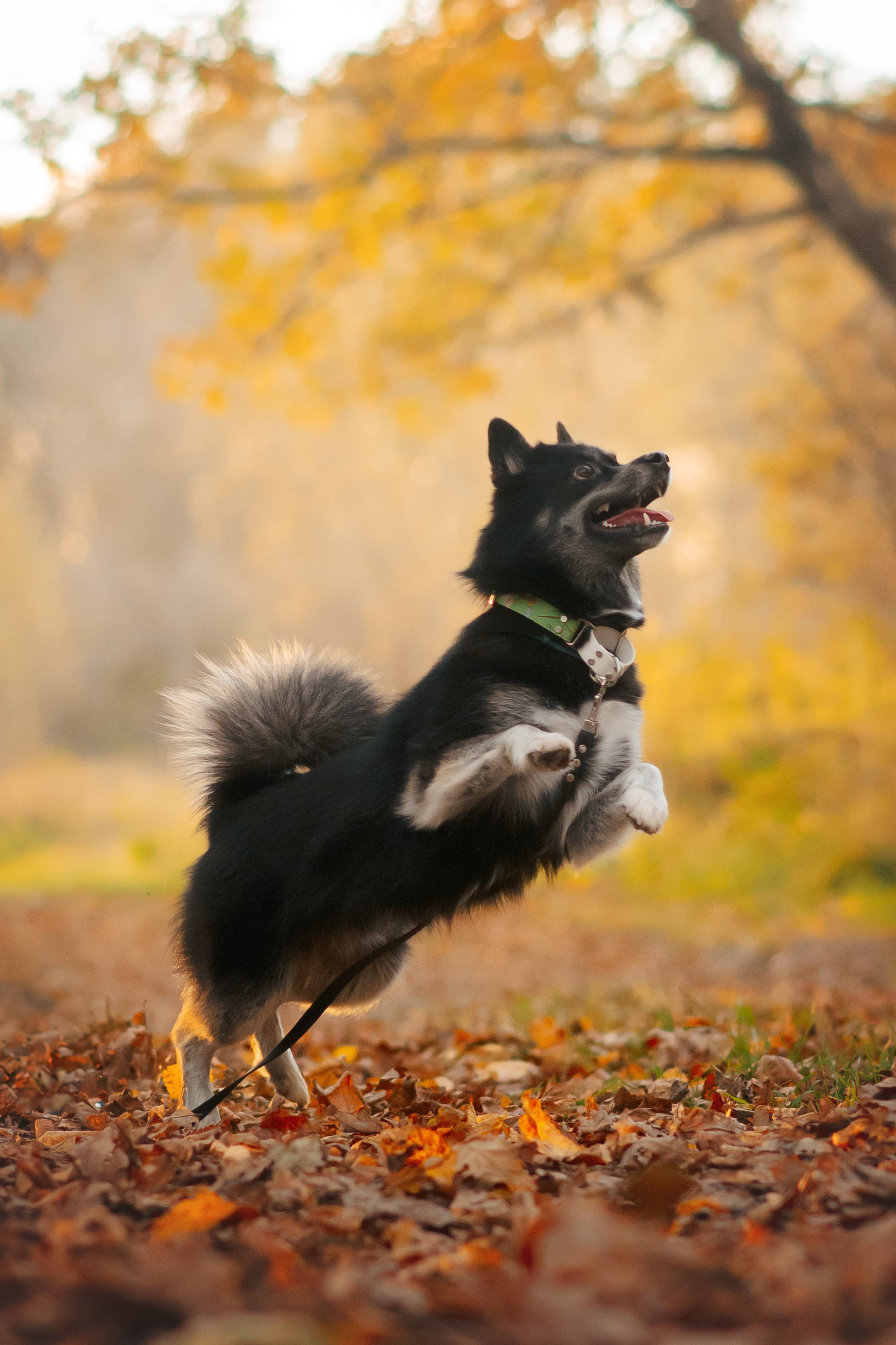 Максим, Надя, Рой и Шелби — 13.10.2024. Фотограф — Анималист | Анна Абрамова