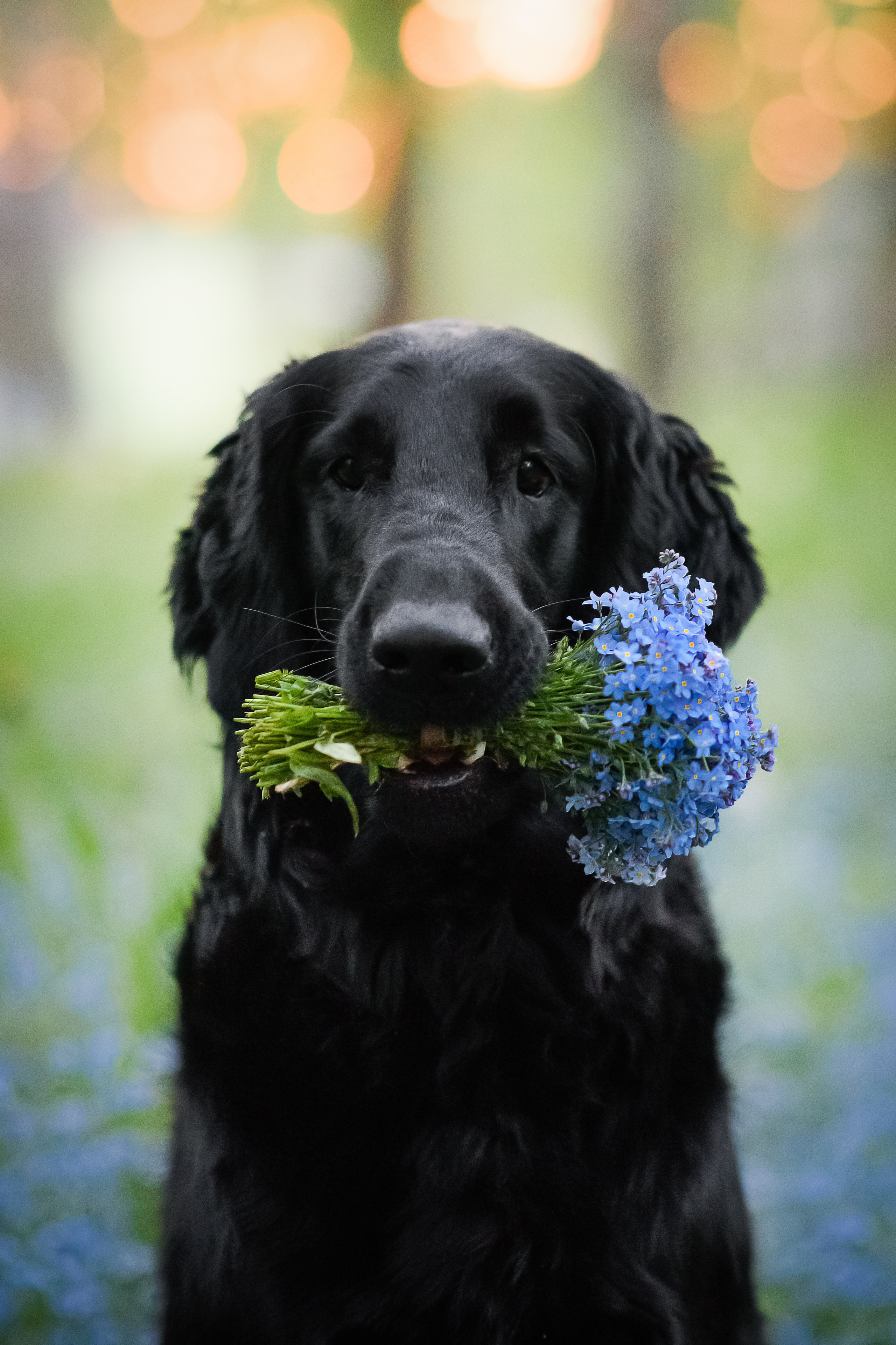 Степа, Йоки и Мята — 29.05.2024. Фотограф — Анималист | Анна Абрамова
