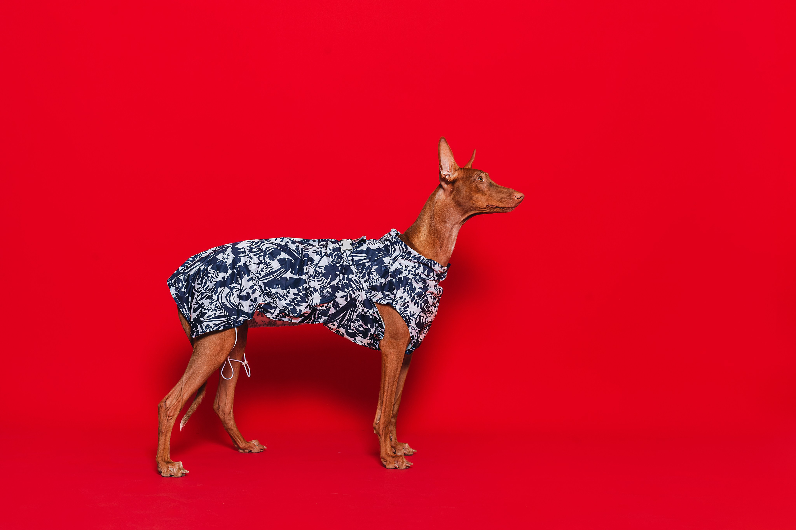 Съемка для бренда TEDDYBOY. Фотограф-анималист Татьяна Степанова