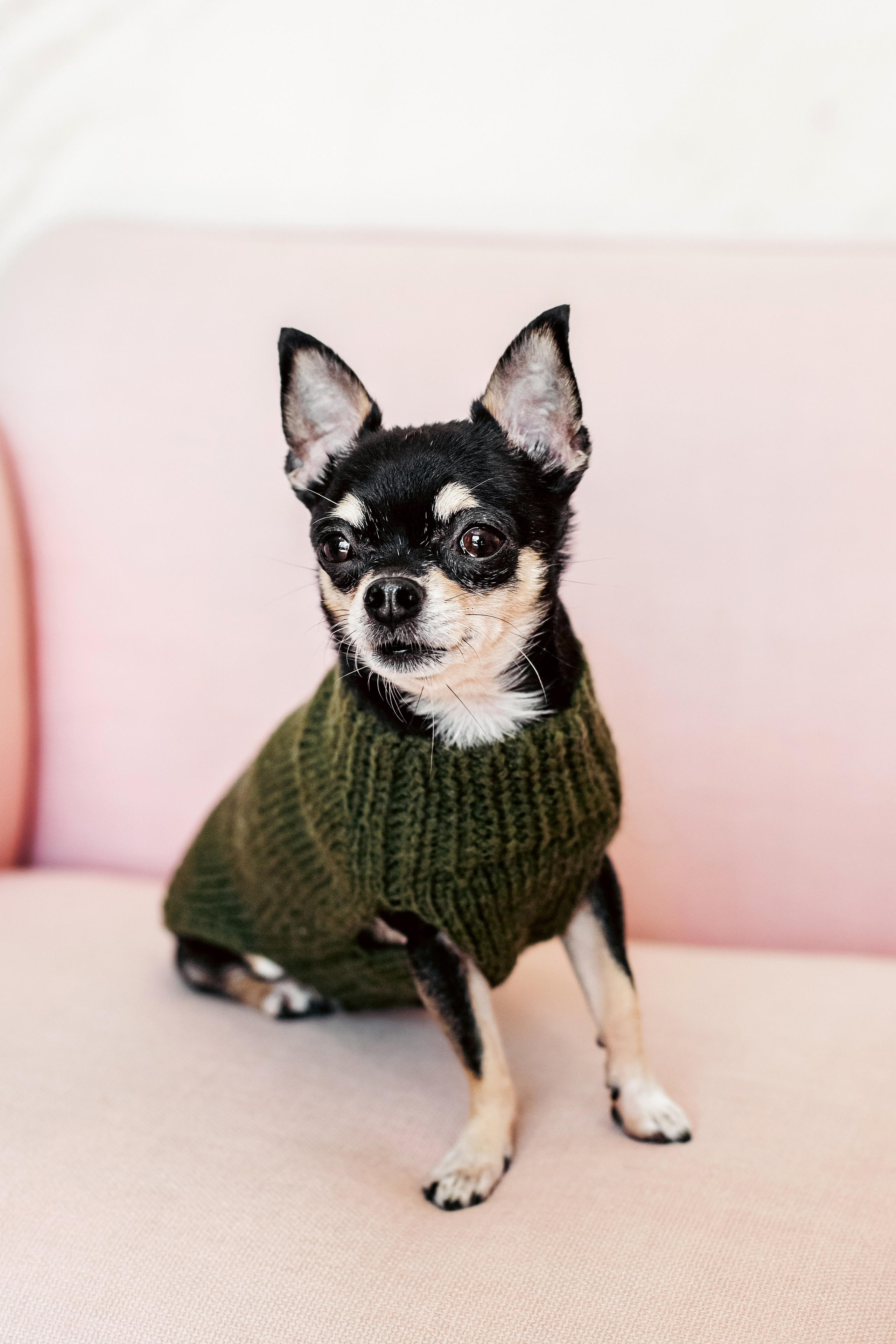 Семейная фотосессия. Фотограф-анималист Татьяна Степанова