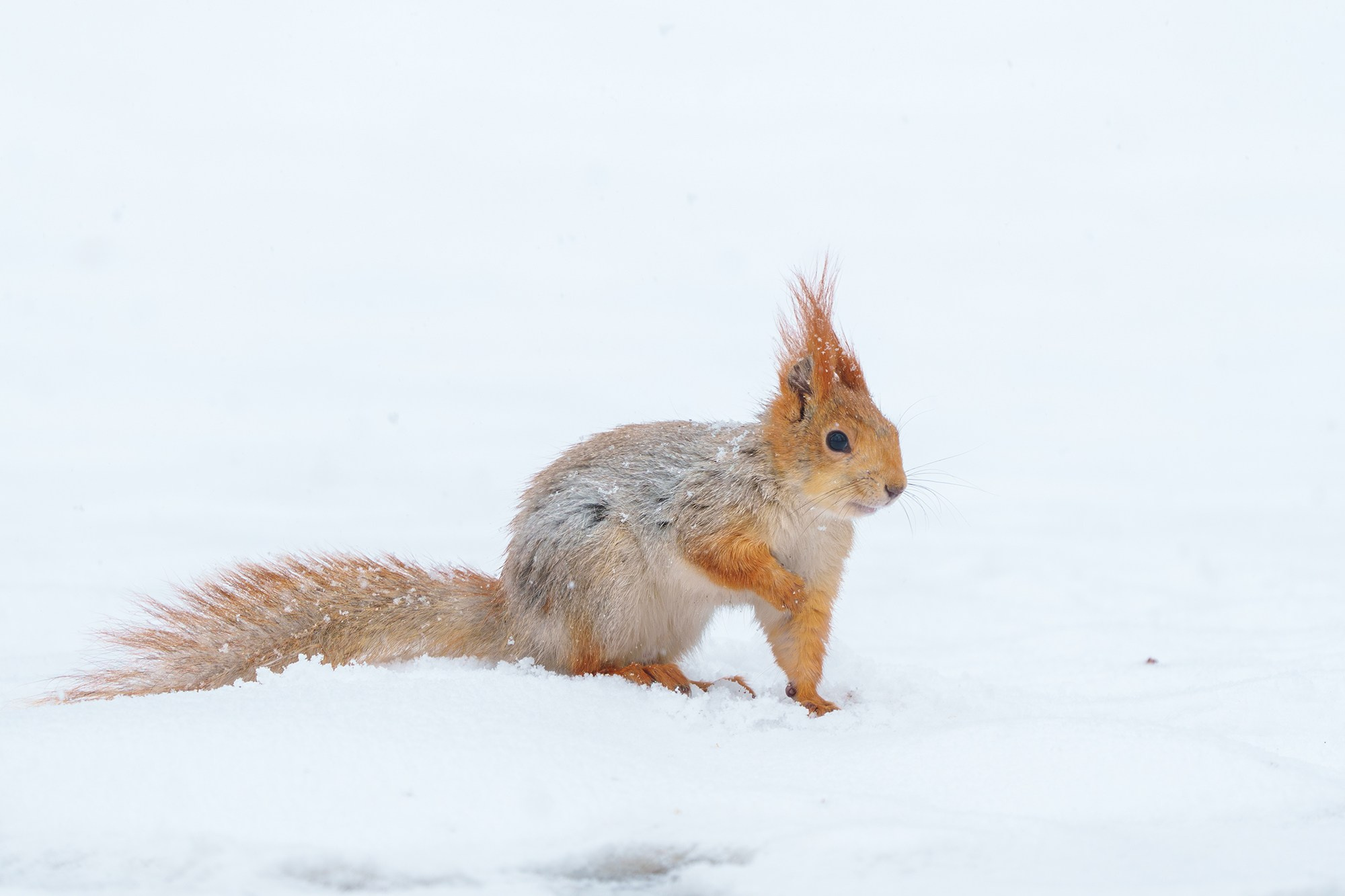 Животные. Ваш личный фотограф Марина Волкова