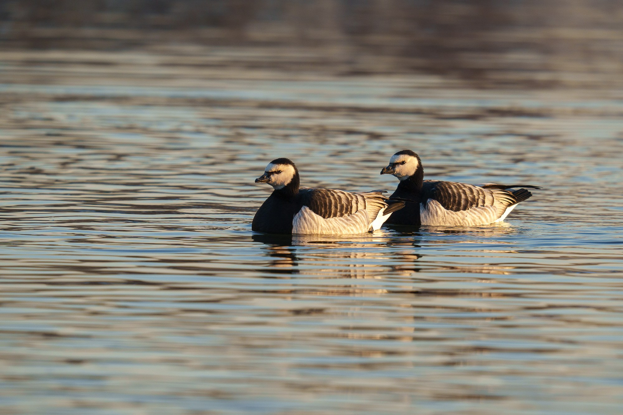 Удивительные мир птиц. Вокруг нас столько прекрасного — присмотритесь!. Ваш личный фотограф Марина Волкова