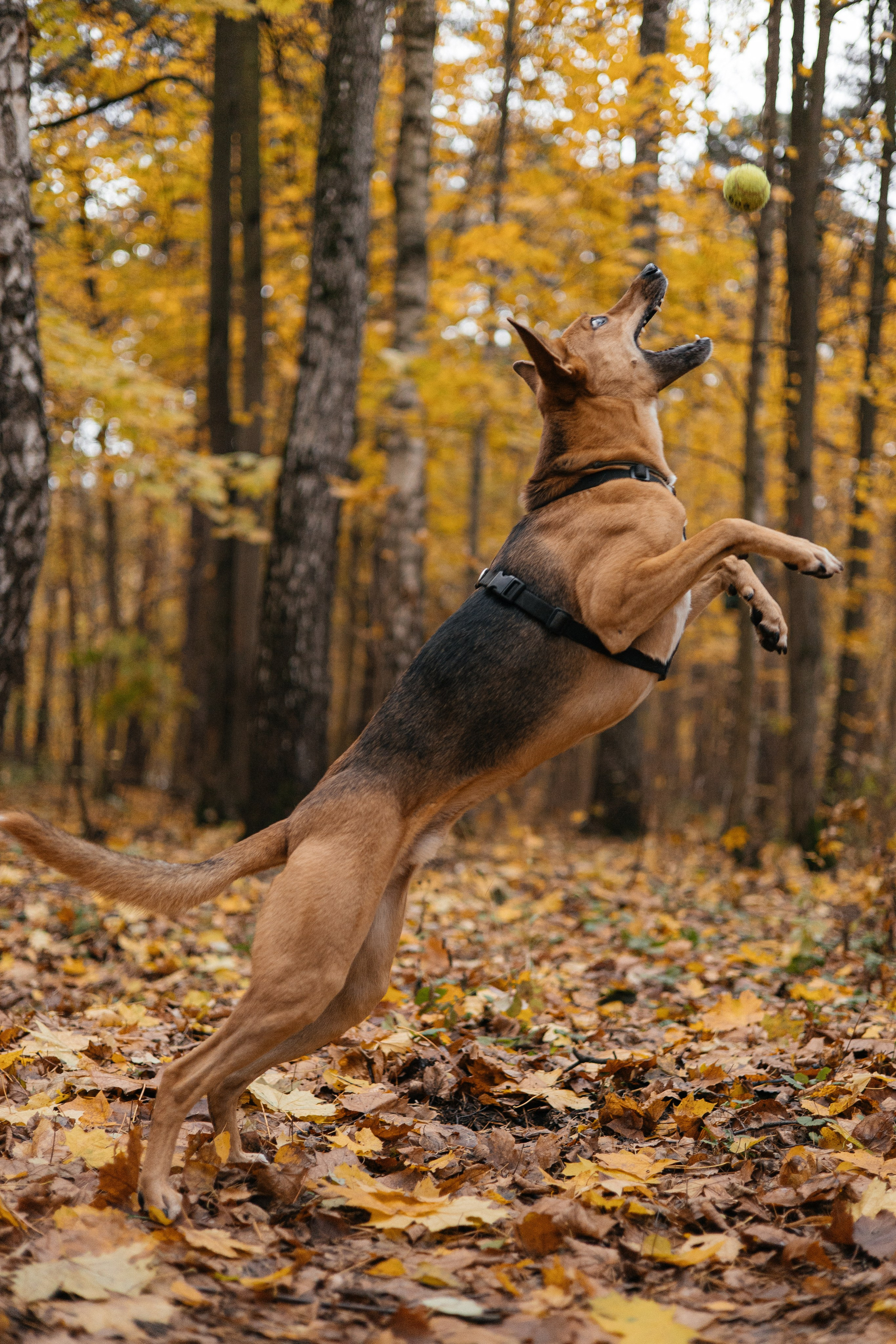 Нелли, Лёша, Рэй и Норд. Фотограф Анна Луценко Москва