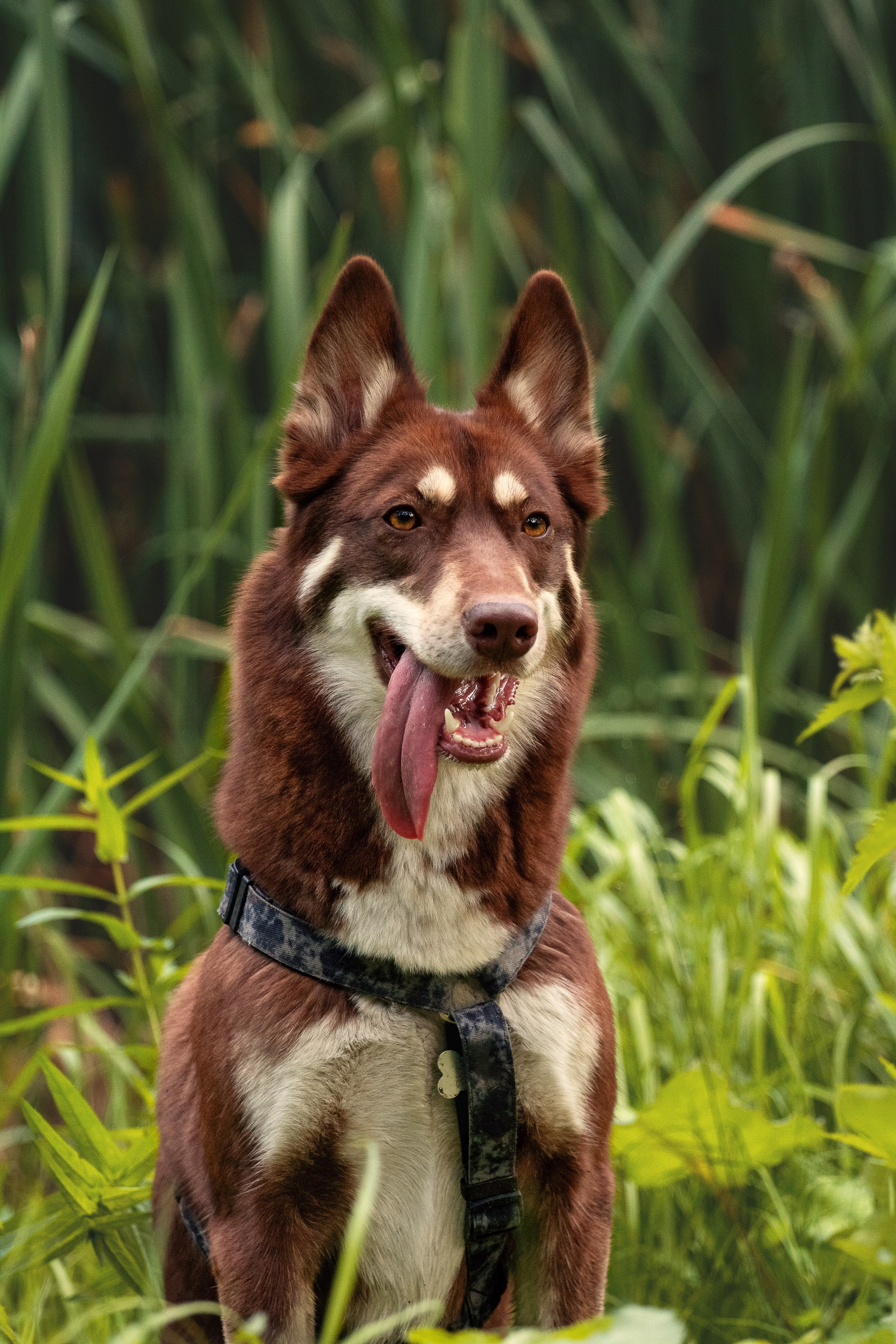 Светлана и Тисэ. YULA KOLESOVA | Фотограф — Анималист | Художник | Тюмень