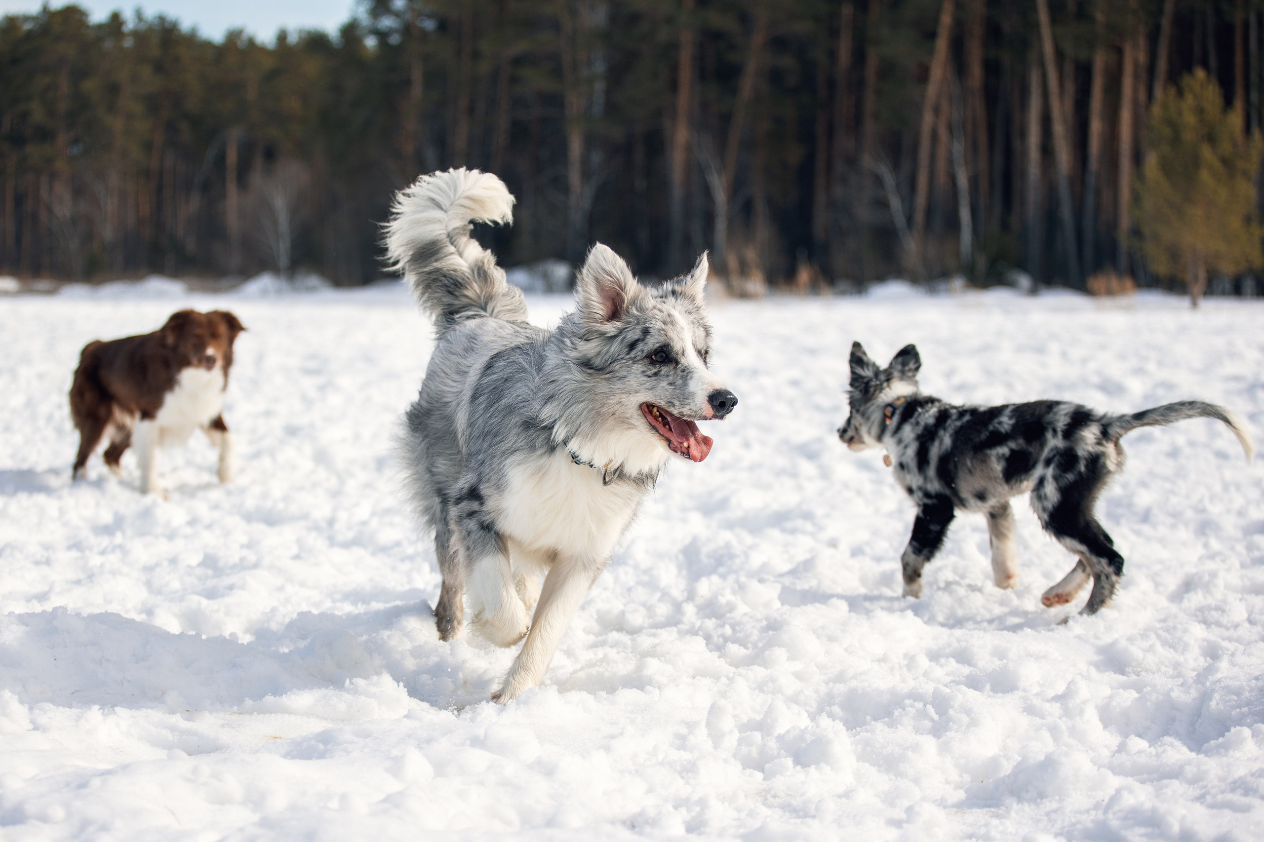 В погоне за снежком…. YULA KOLESOVA | Фотограф — Анималист | Художник | Тюмень