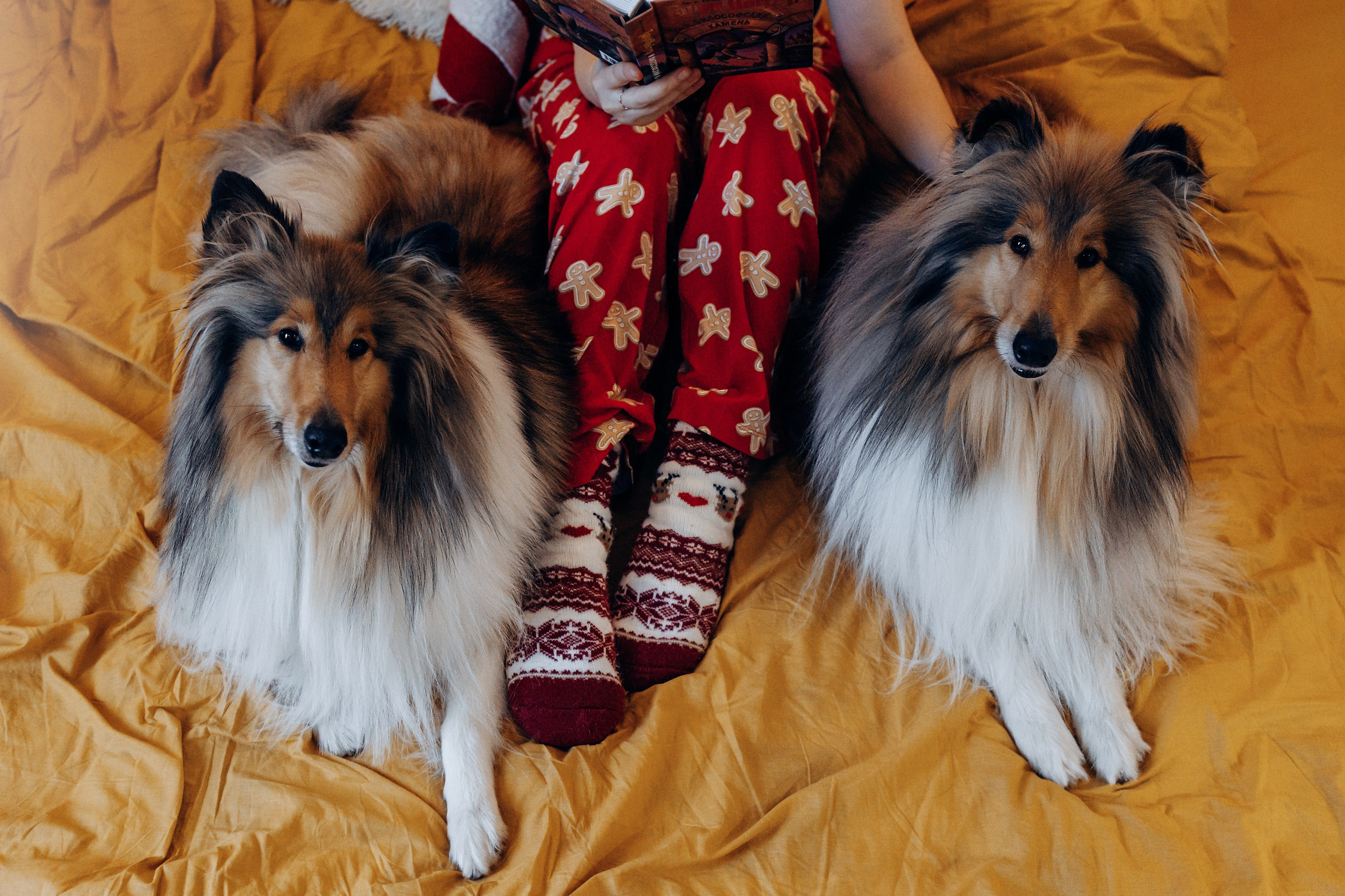 Юлиана, Элли и Райан. YULA KOLESOVA | Фотограф — Анималист | Художник | Тюмень