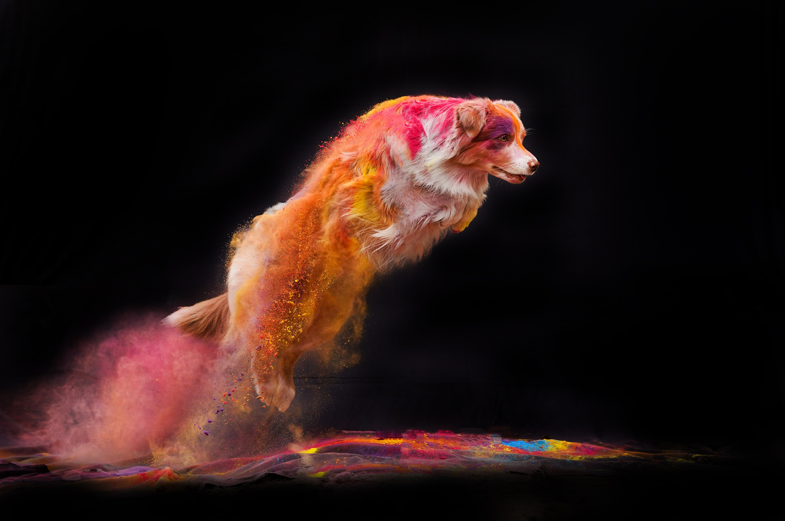 Панда и краски Холи. Фотограф-анималист в Санкт-Петербурге Яна Мартынова