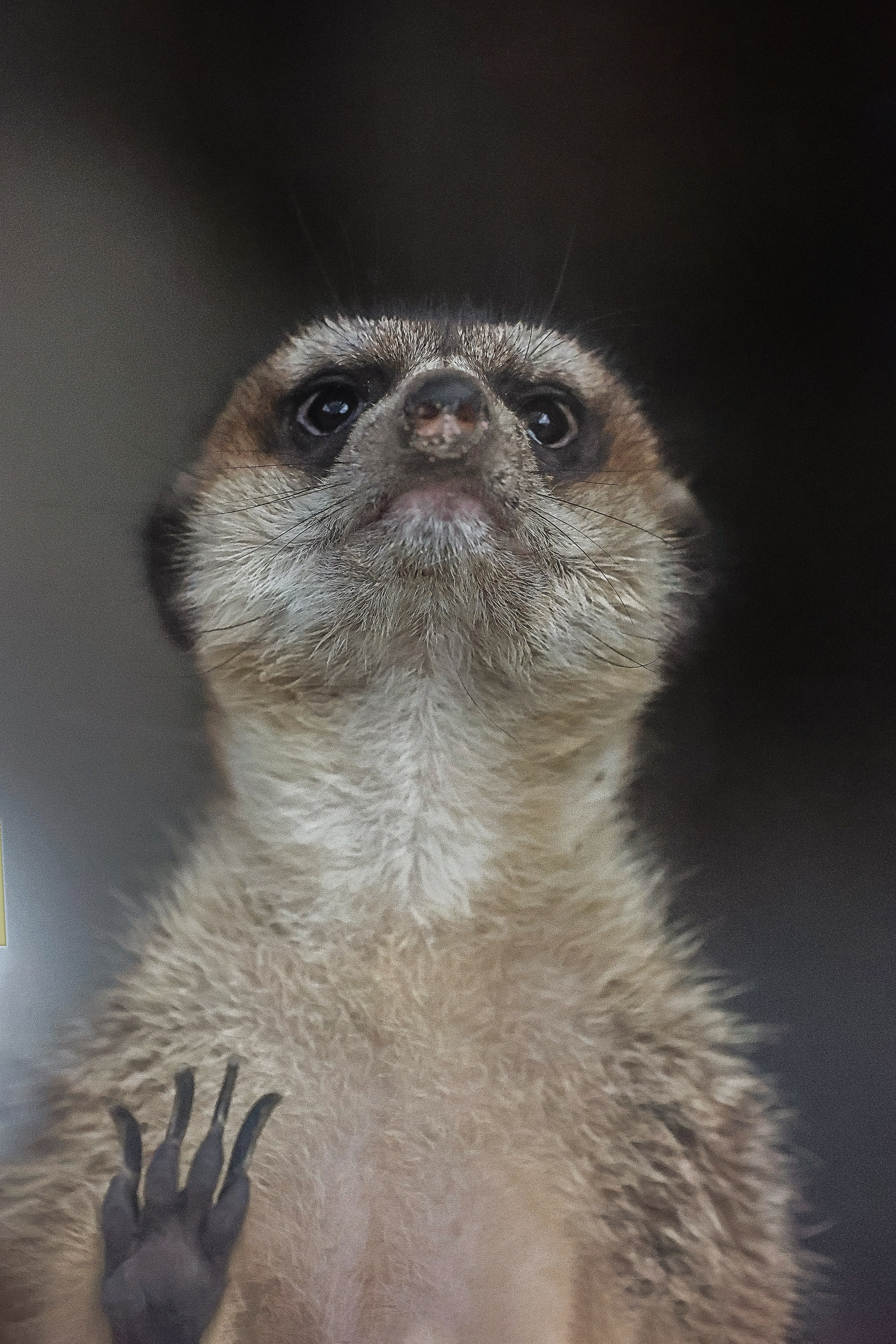 Зоопарк Малинки. Фотограф-АниМалист Анна Абрамова