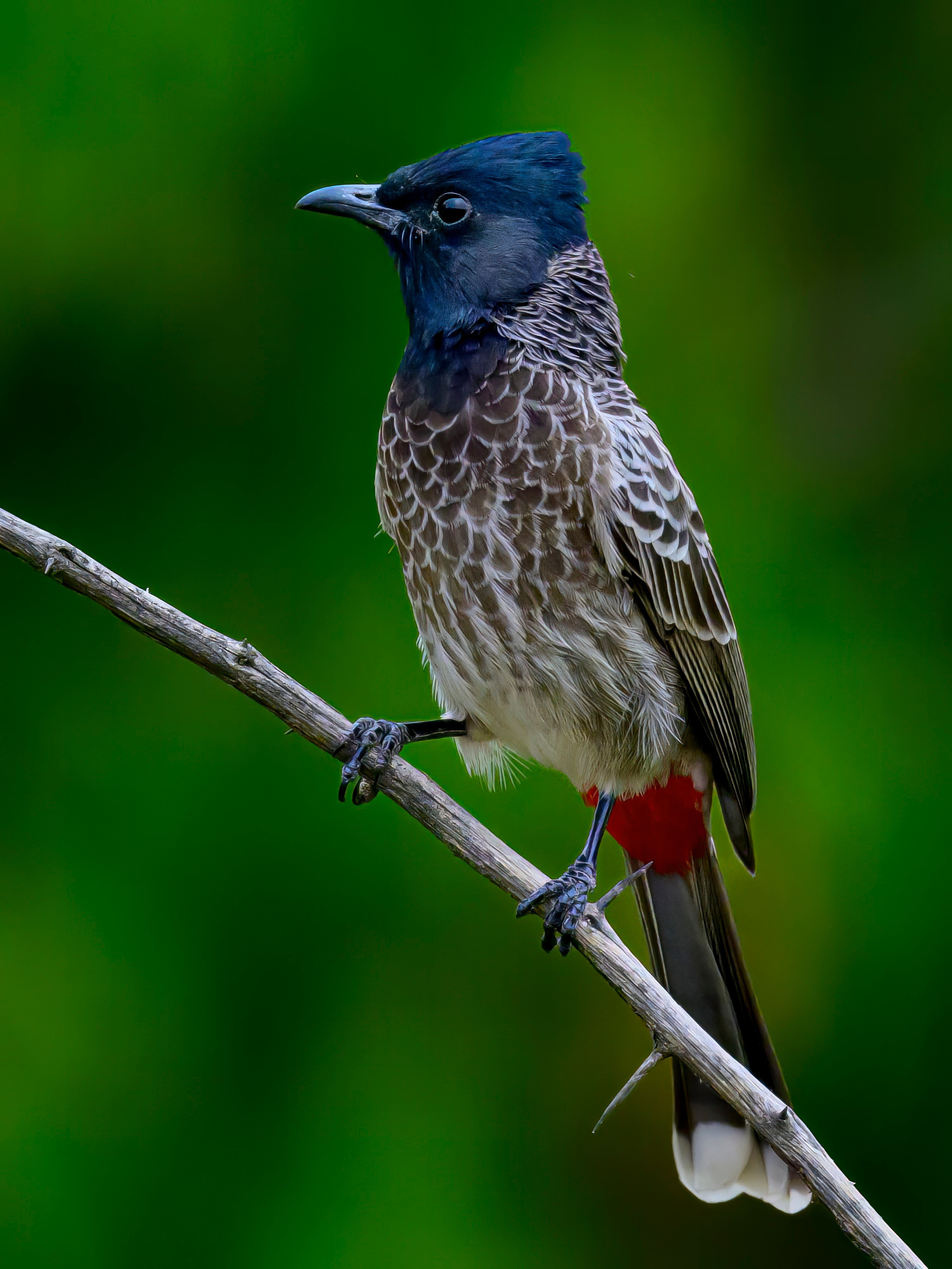 Раджастан, Индия. Wildlife photography by Sergey Puponin