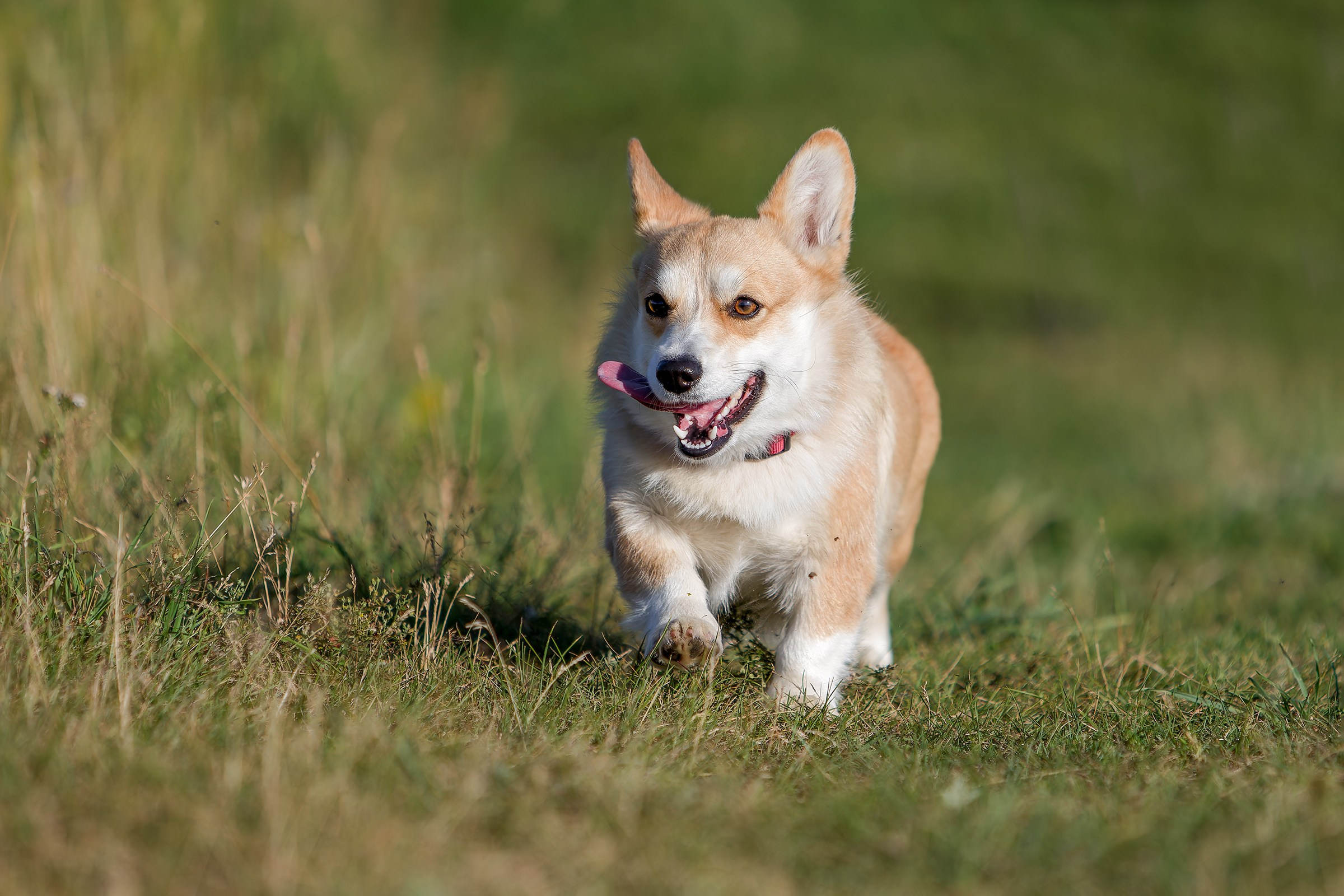 Собаки в движении. Irenephoto.ru