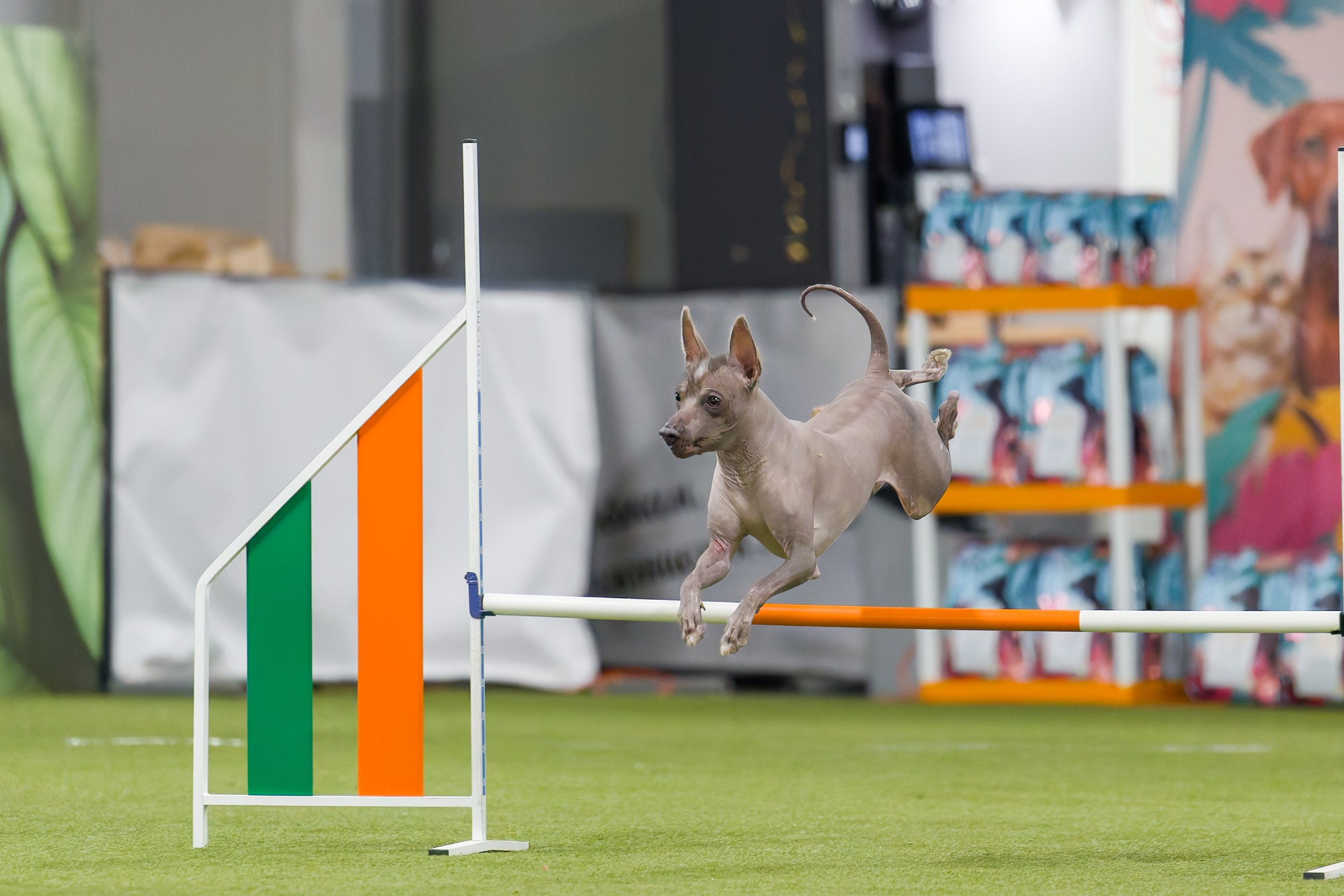 День рождения Пёсбурга — февраль 2025. Irenephoto.ru