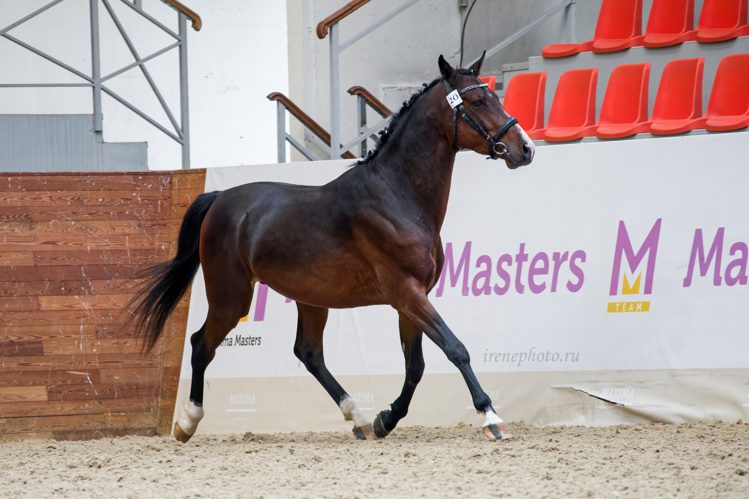 Конная Россия 2024 Оценка двигательных качеств. Irenephoto.ru