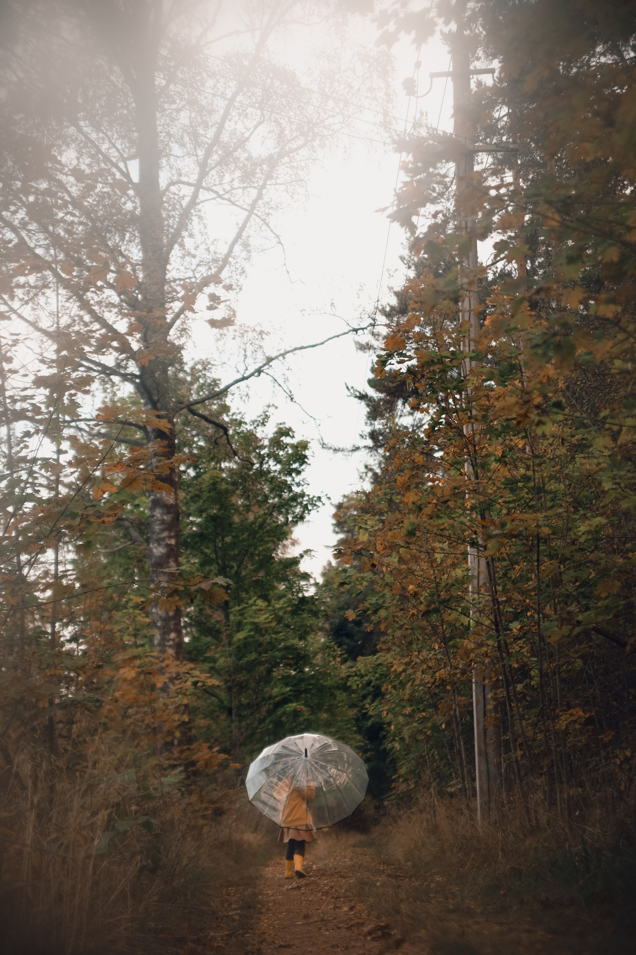 Осенний Лес. Катя Цвет