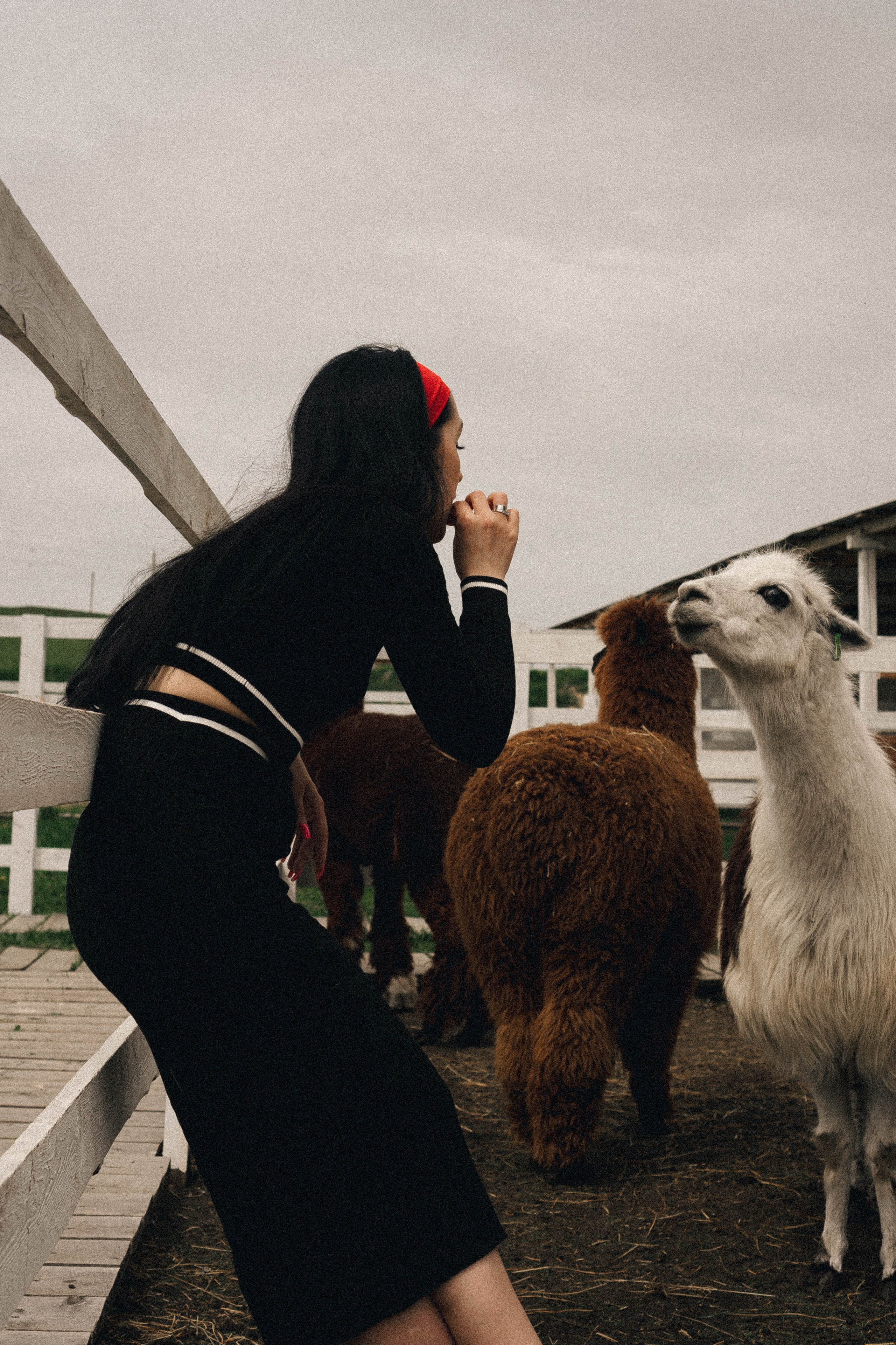 Ферма Альпак. Профессиональный фотограф, Санкт-Петербург — Виктория Богомолова