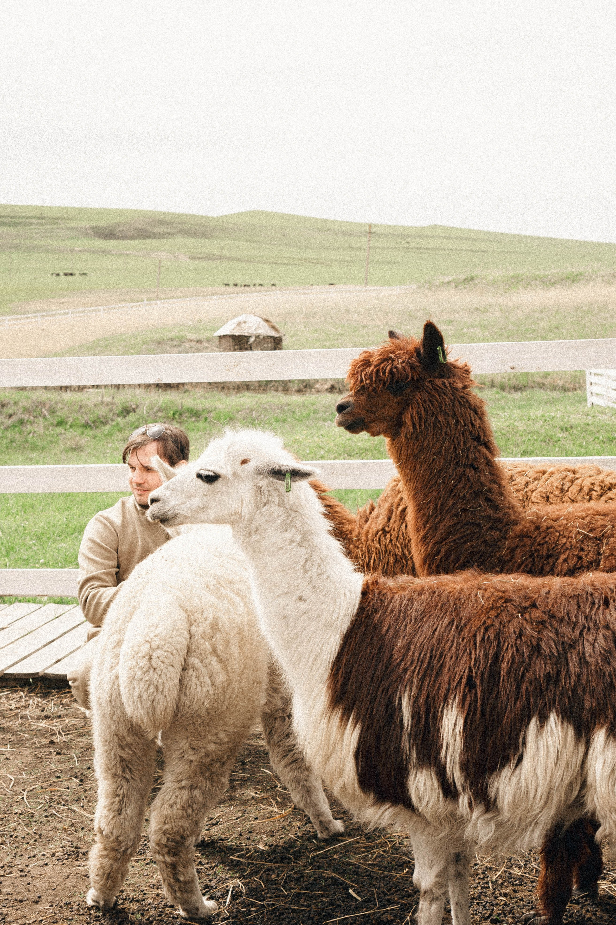 Ферма Альпак. Профессиональный фотограф, Санкт-Петербург — Виктория Богомолова