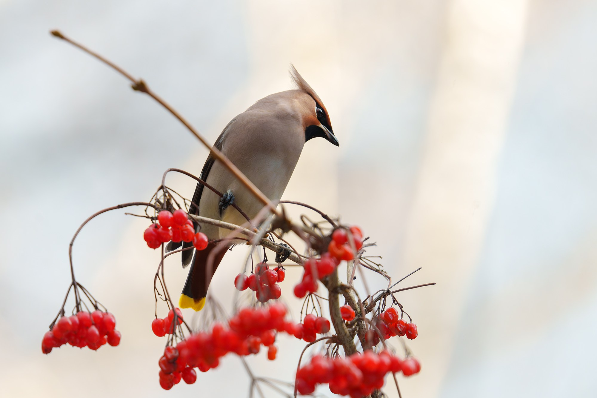 Удивительные мир птиц. Вокруг нас столько прекрасного — присмотритесь!. Ваш личный фотограф Марина Волкова