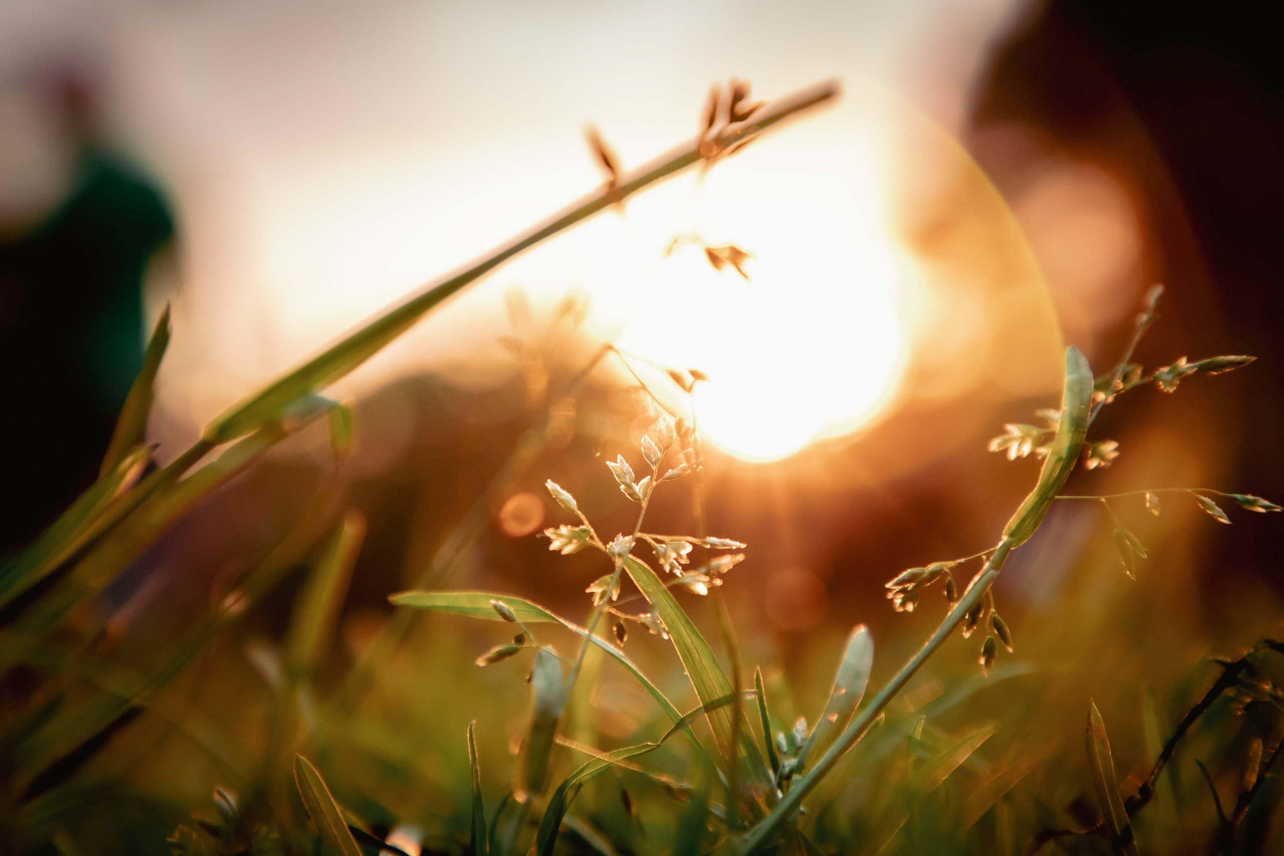 Хиппятник. Фотограф Алексей Шуля — портфолио