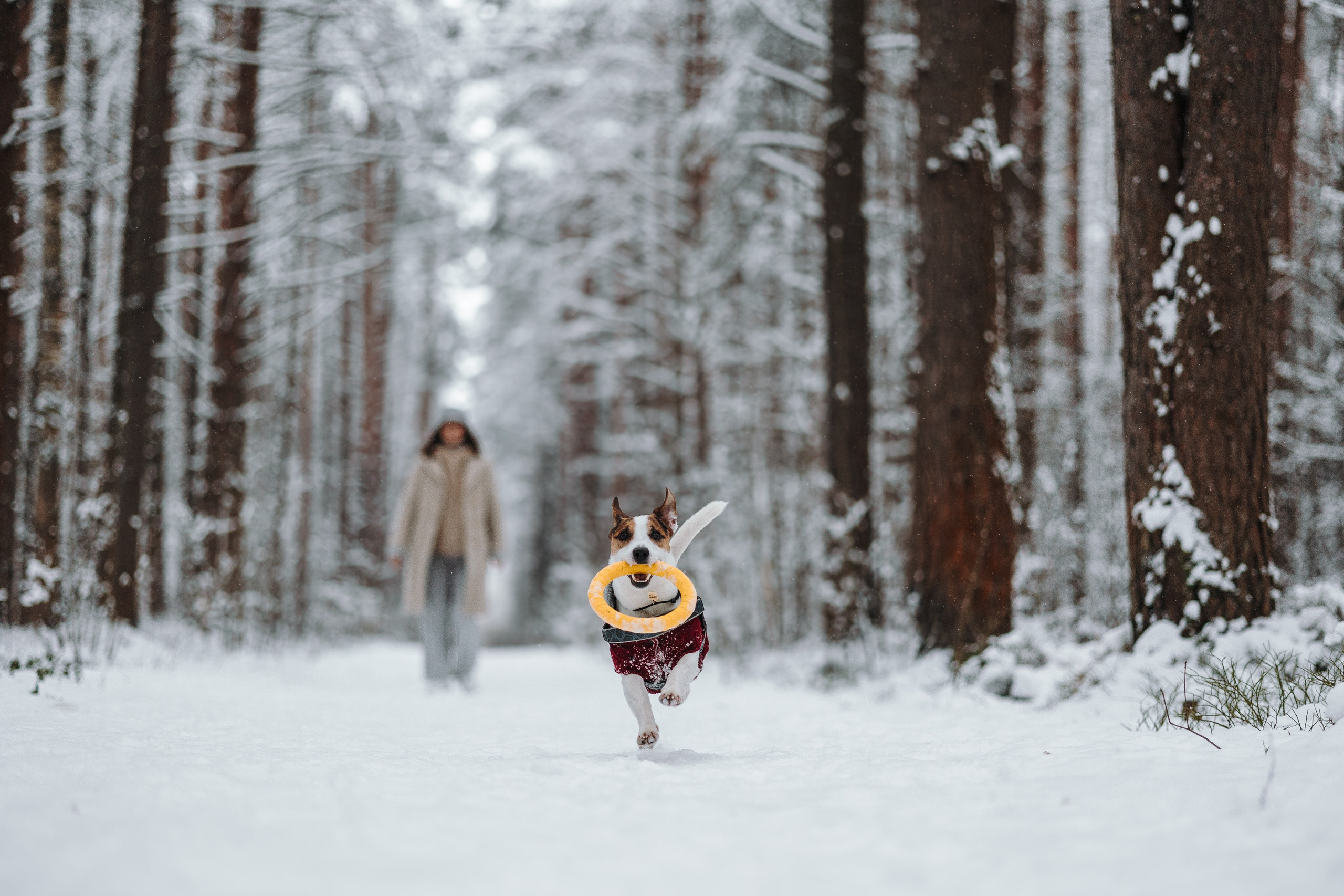 Мики и его семья. Фотограф — Анималист | Санкт-Петербург