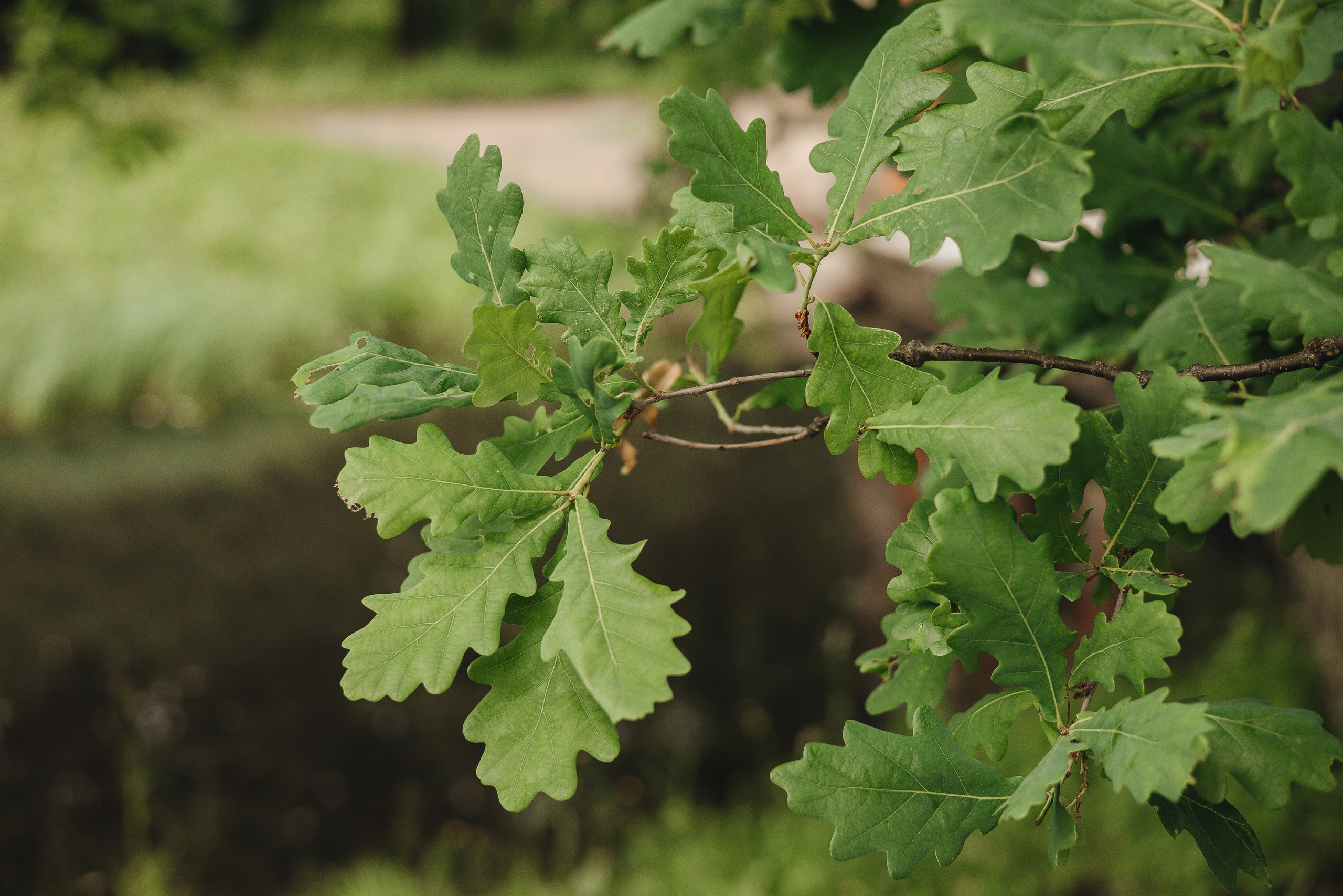 Даня & Ксюша. Дворец 3. Царское Село, лето. Свадебный и семейный фотограф Пушкин Царское Село СПБ Питер Санкт-Петербург и Рязань Ольга Козлова