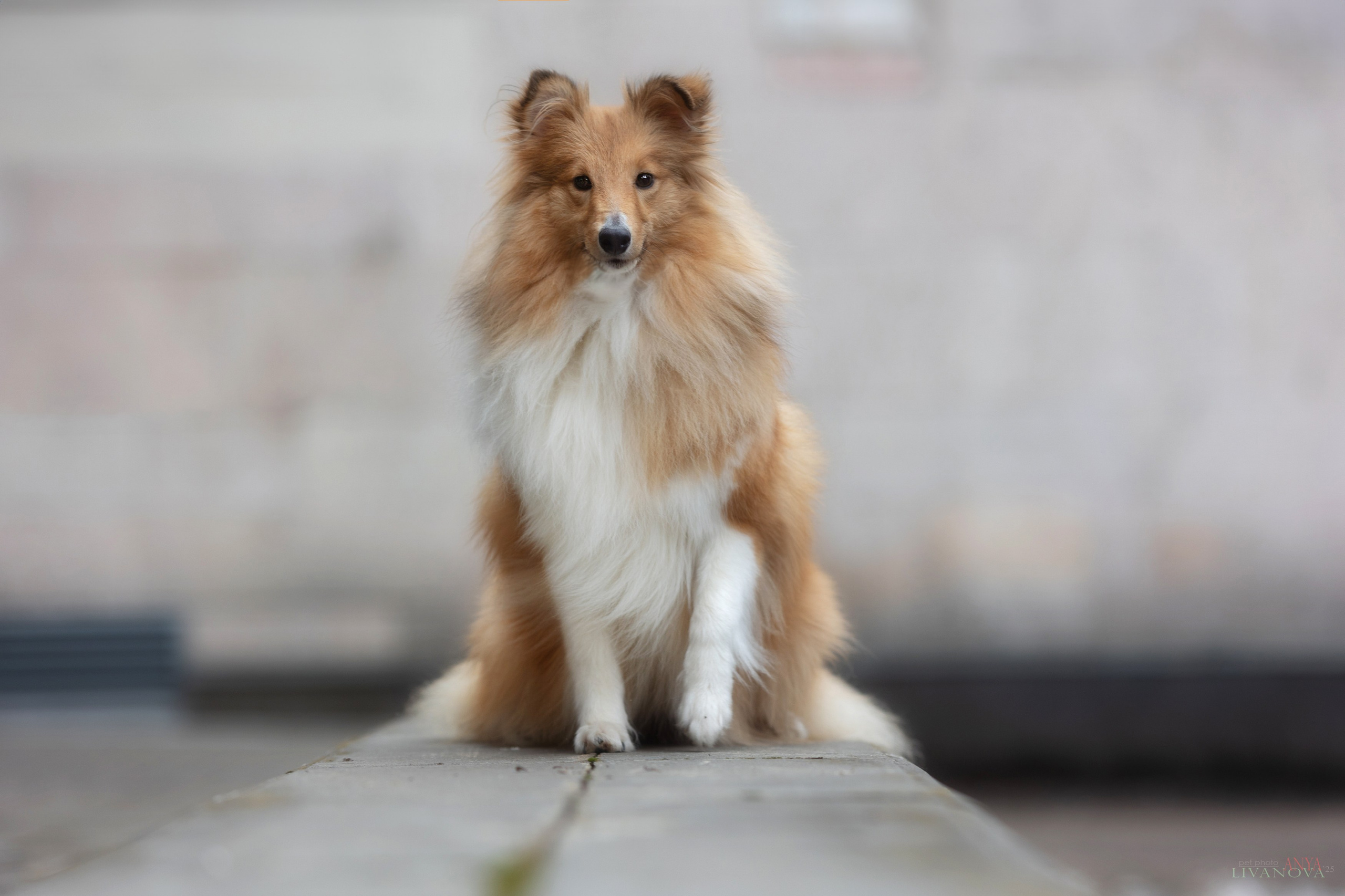 Ника. Фотограф анималист Аня Ливанова | Рыбинск