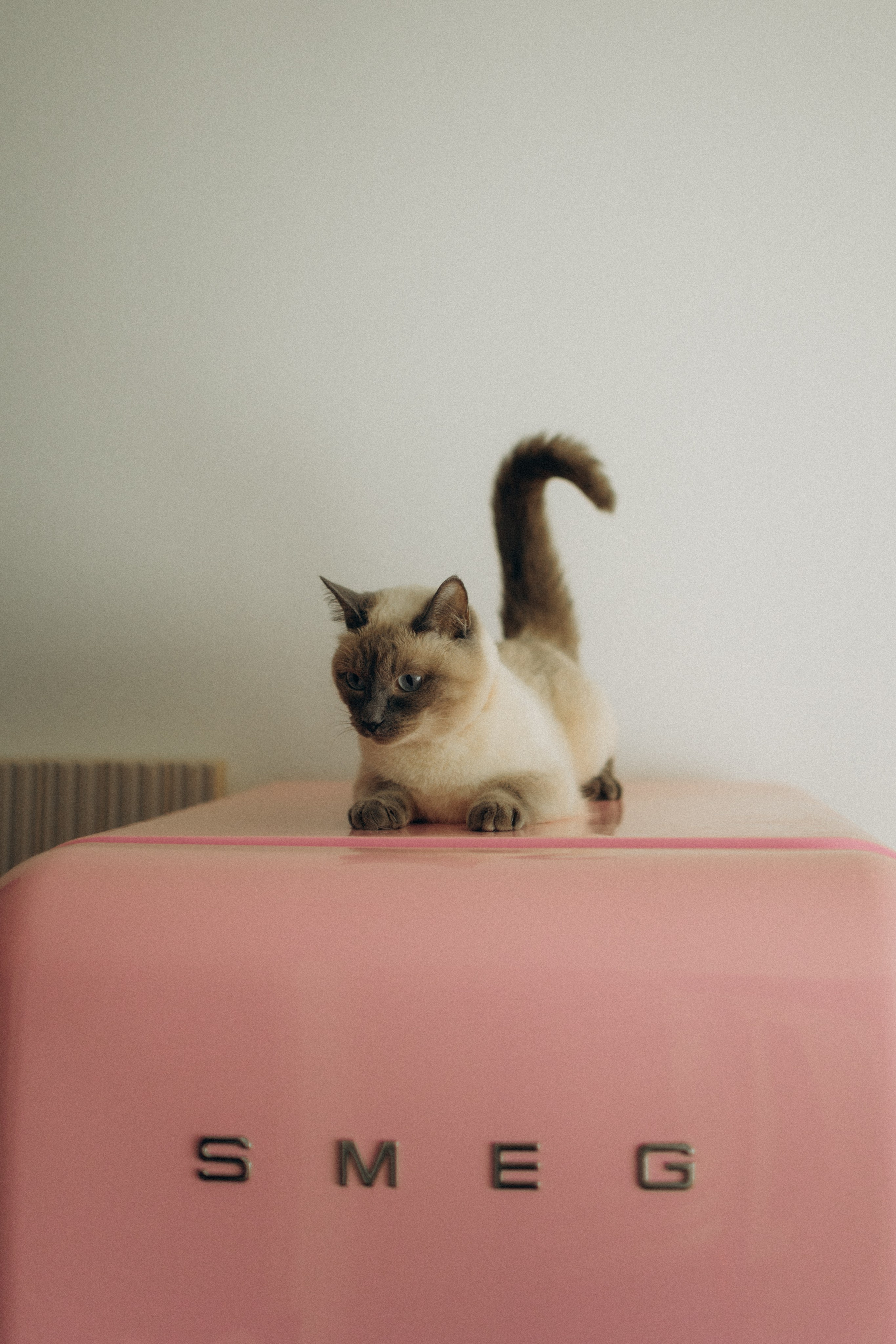 Бэлла, Деми и Луна. Фотораф — анималист Мария Шистка